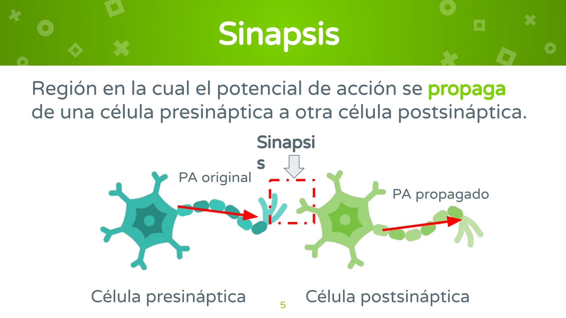 # 4. Sinapsis
Dra. Alejandra P. Díaz Loyo Esta presentación fue elaborada por AP Díaz Loyo y se
comparte exclusivamente para que los estudi