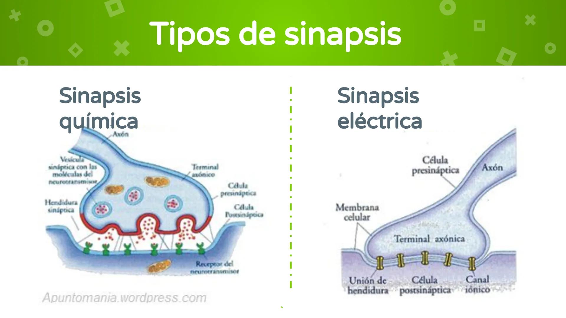 # 4. Sinapsis
Dra. Alejandra P. Díaz Loyo Esta presentación fue elaborada por AP Díaz Loyo y se
comparte exclusivamente para que los estudi