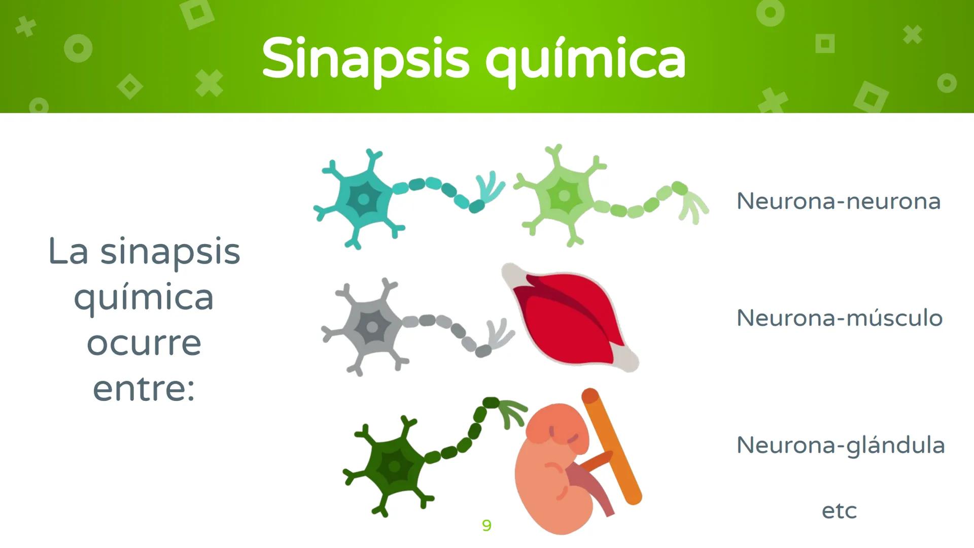 # 4. Sinapsis
Dra. Alejandra P. Díaz Loyo Esta presentación fue elaborada por AP Díaz Loyo y se
comparte exclusivamente para que los estudi