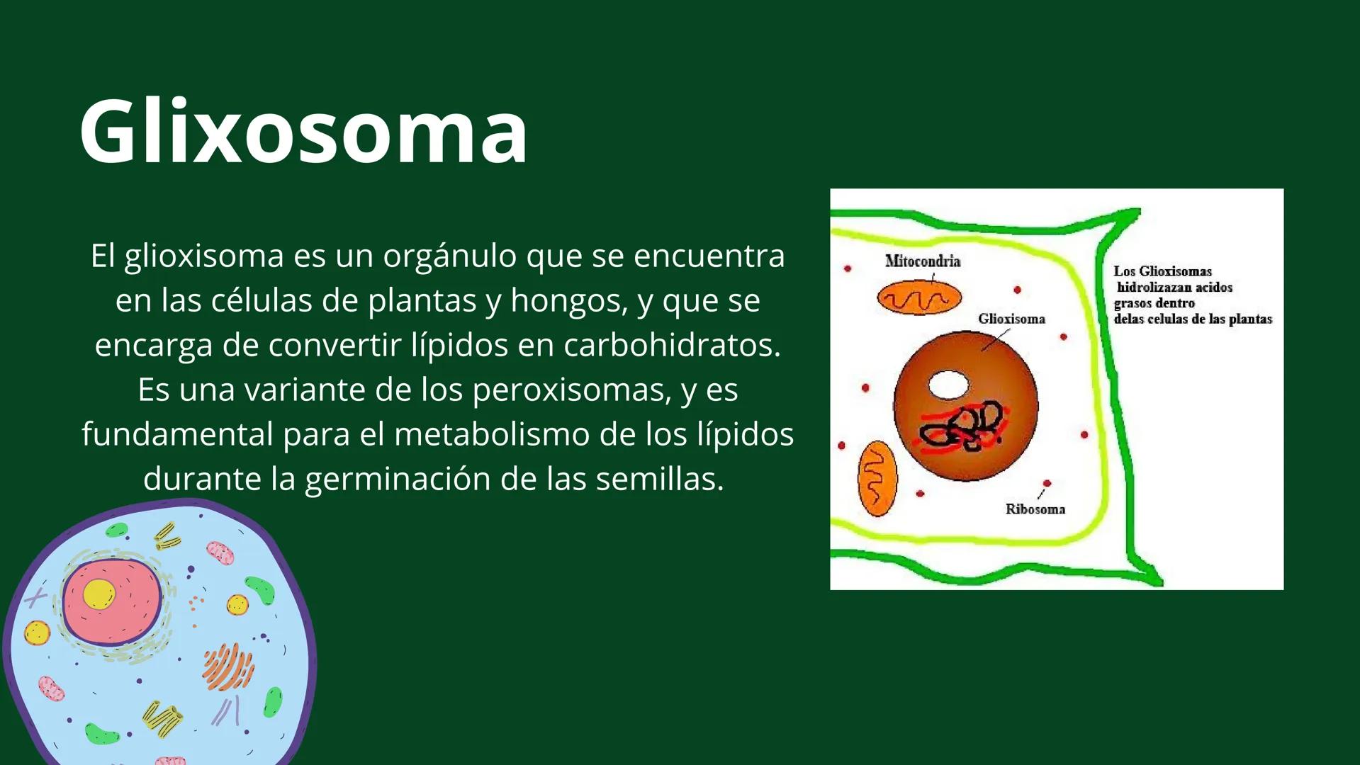 --- OCR Start ---
IFIL
INSTITUTO FORENSE DE INVESTIGACIONES TINOAMERICANAS A.C.
Estructura y función de
los organelos
membranosos
201
Docent