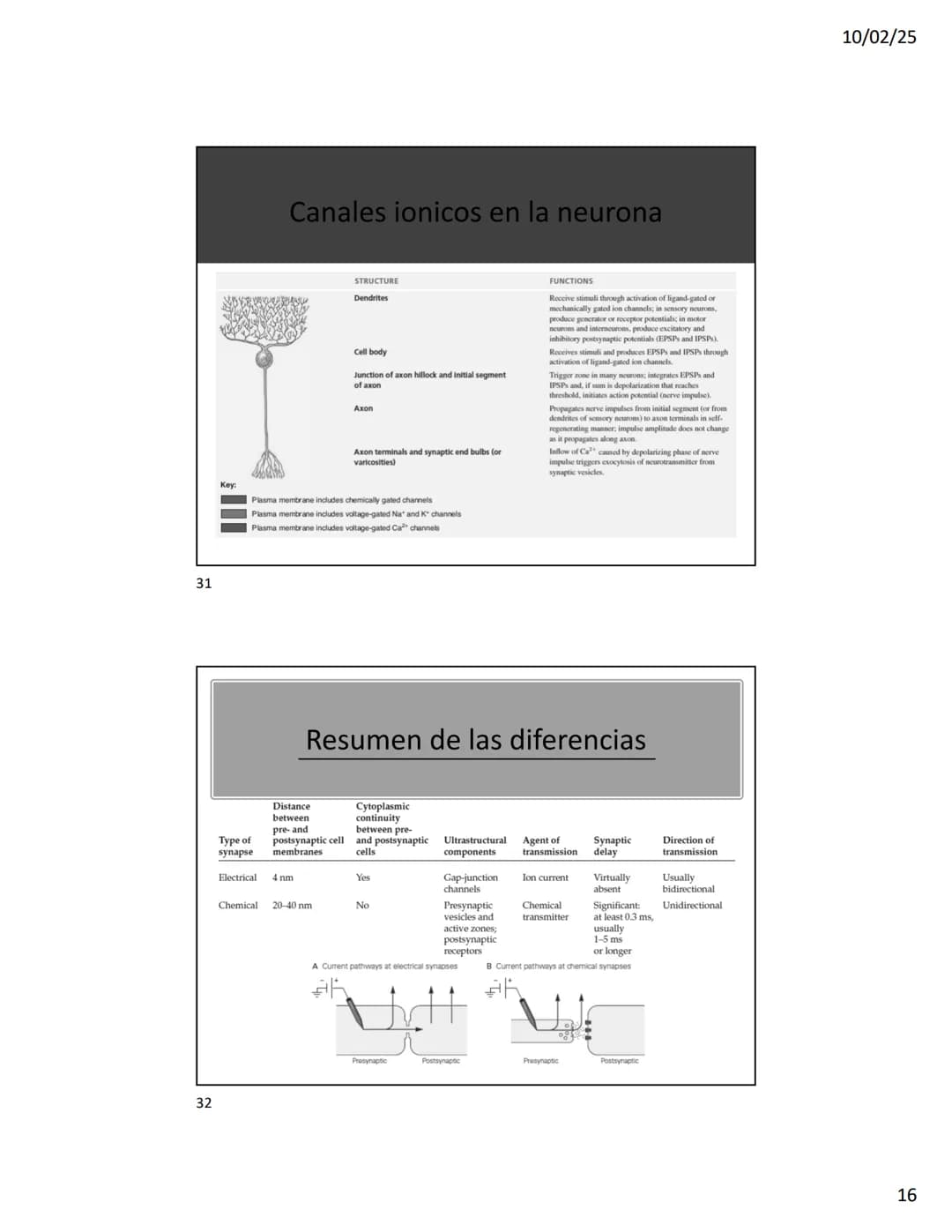 10/02/25
Transmisión sináptica
Clasificación
• Morfología
• Respuesta postsináptica
• Forma de la transmisión
2
1 10/02/25
3
CAxoax
