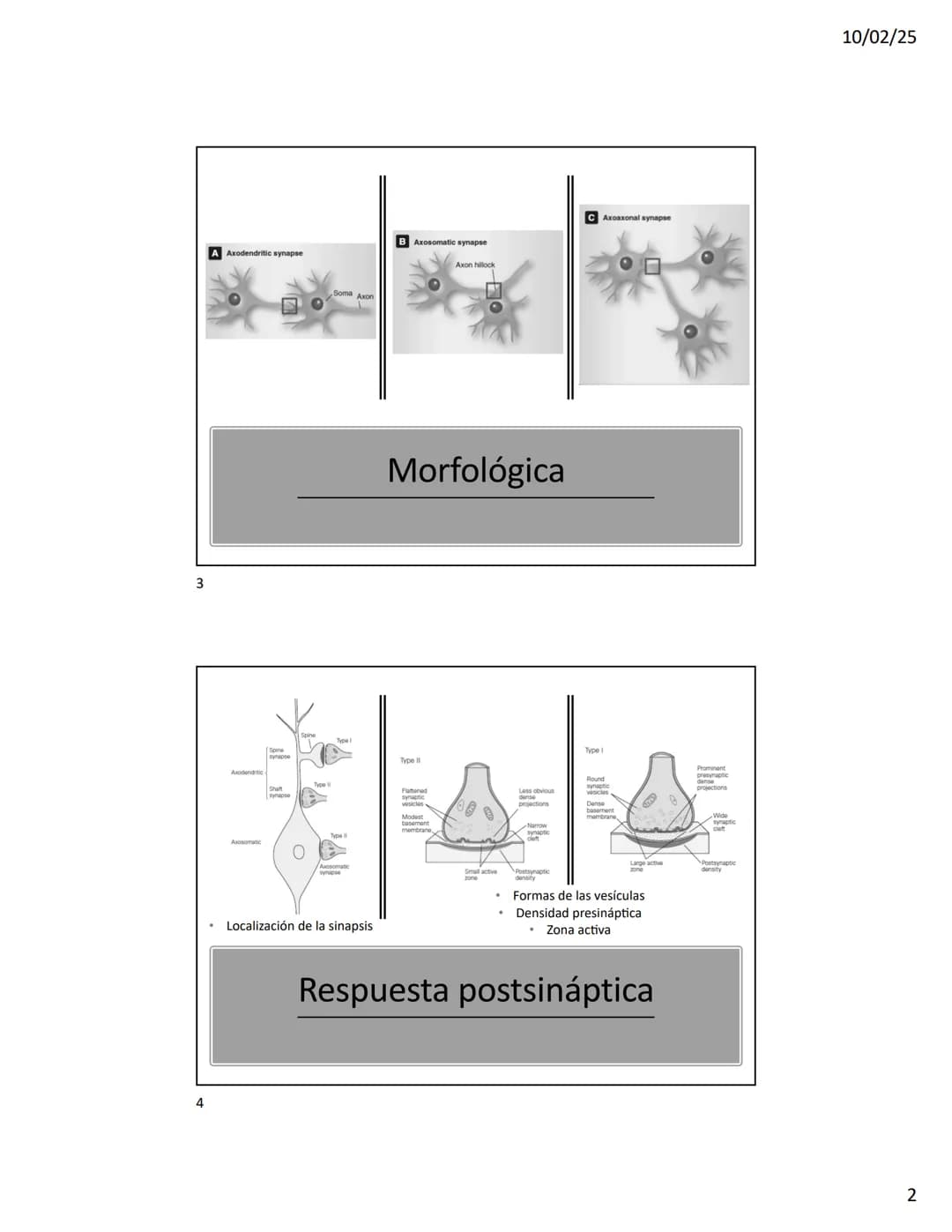 10/02/25
Transmisión sináptica
Clasificación
• Morfología
• Respuesta postsináptica
• Forma de la transmisión
2
1 10/02/25
3
CAxoax