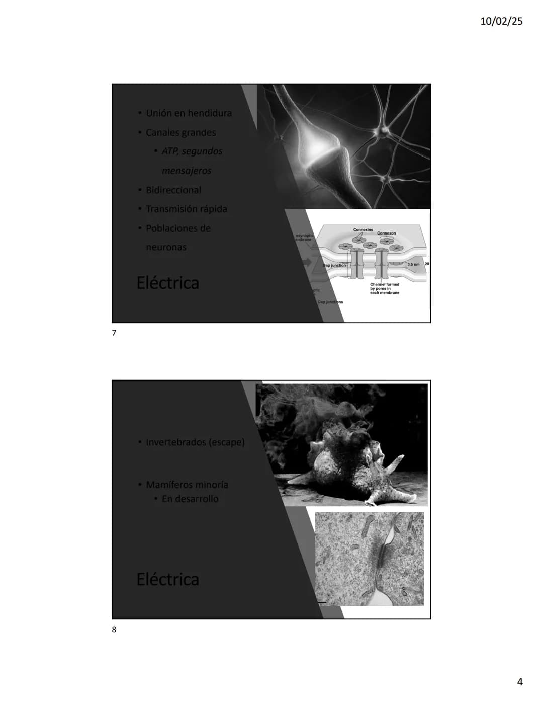 10/02/25
Transmisión sináptica
Clasificación
• Morfología
• Respuesta postsináptica
• Forma de la transmisión
2
1 10/02/25
3
CAxoax