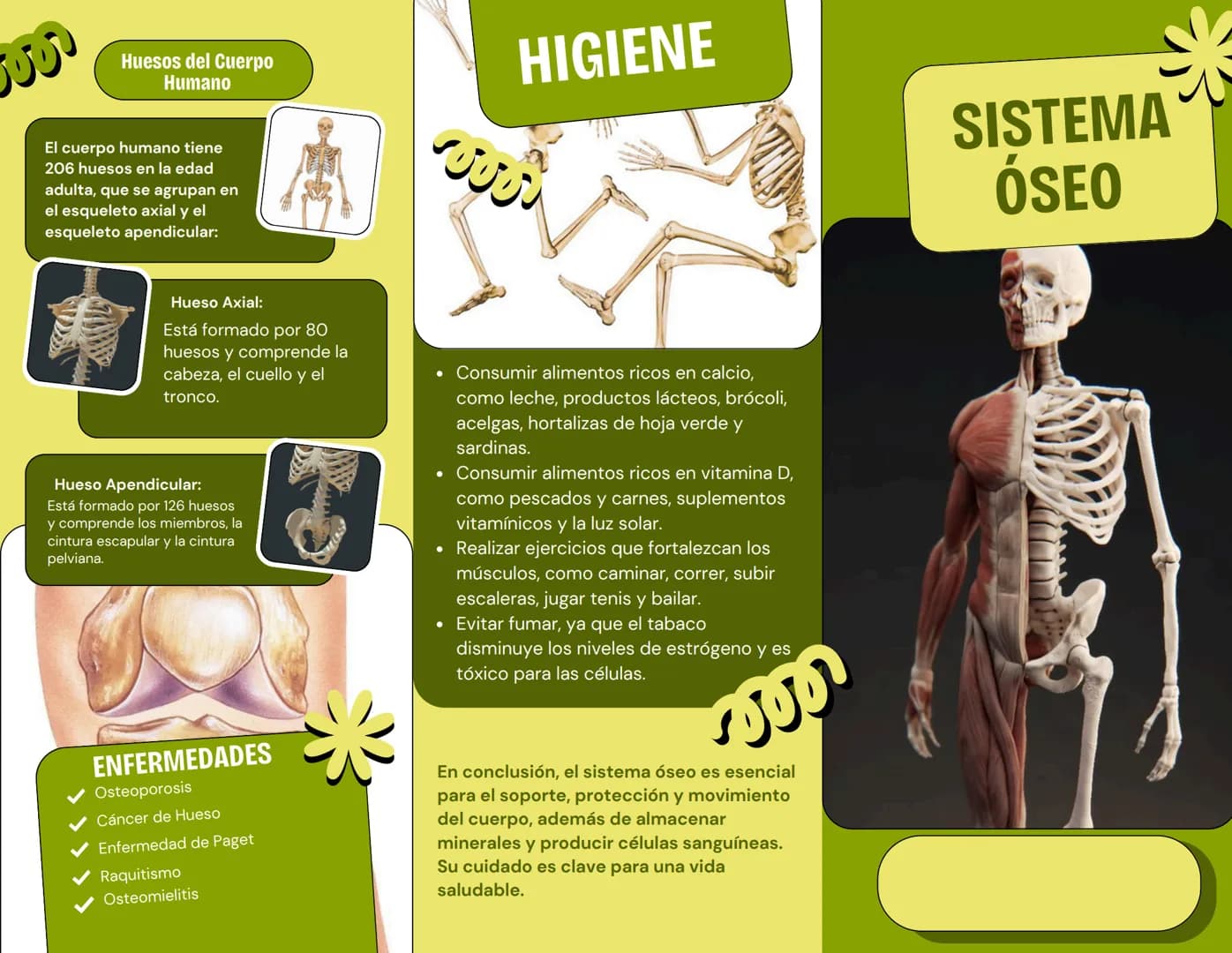 # HIGIENE
# Huesos del Cuerpo
# Humano
000
El cuerpo humano tiene
206 huesos en la edad
adulta, que se agrupan en
el esqueleto axial y el