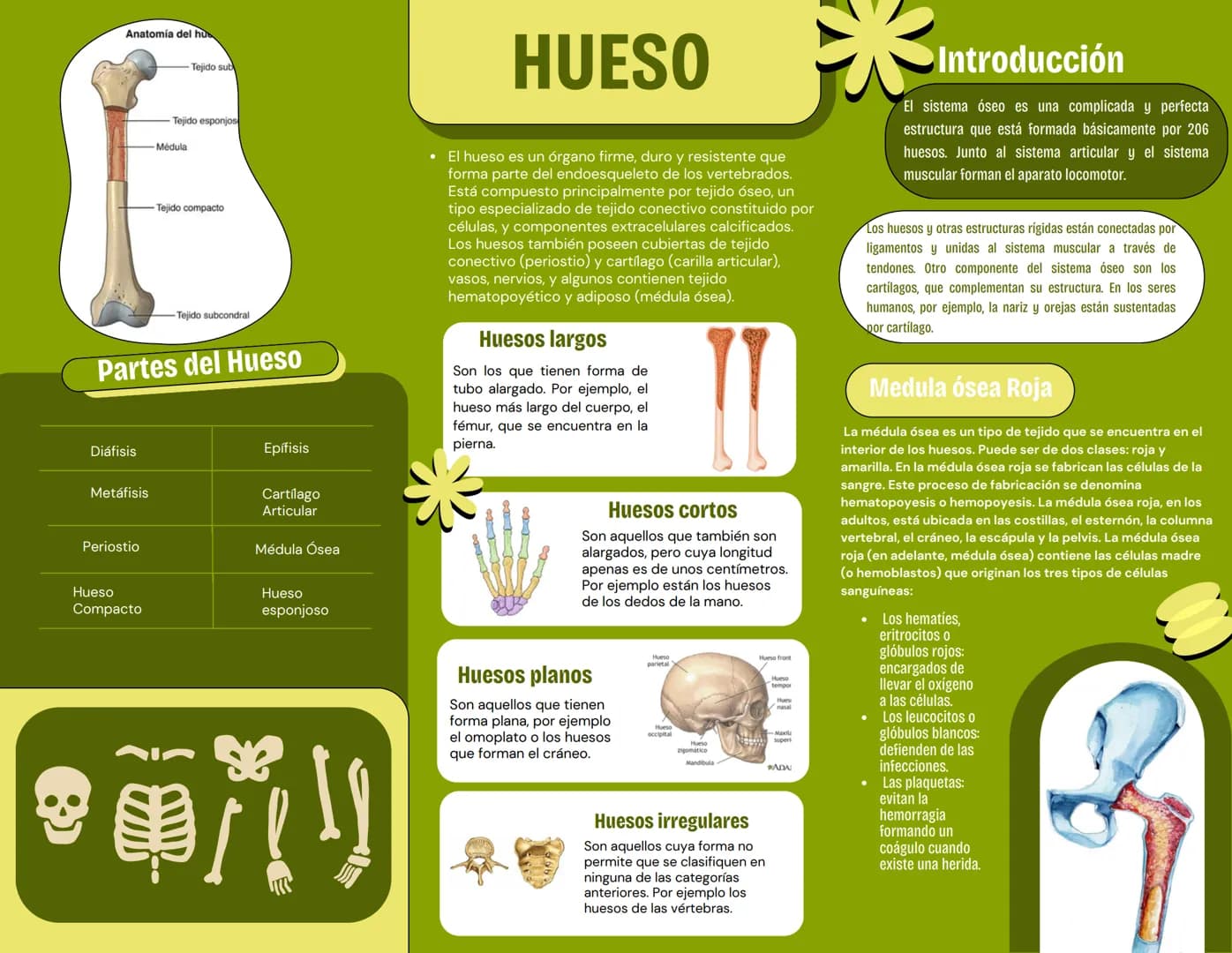 # HIGIENE
# Huesos del Cuerpo
# Humano
000
El cuerpo humano tiene
206 huesos en la edad
adulta, que se agrupan en
el esqueleto axial y el