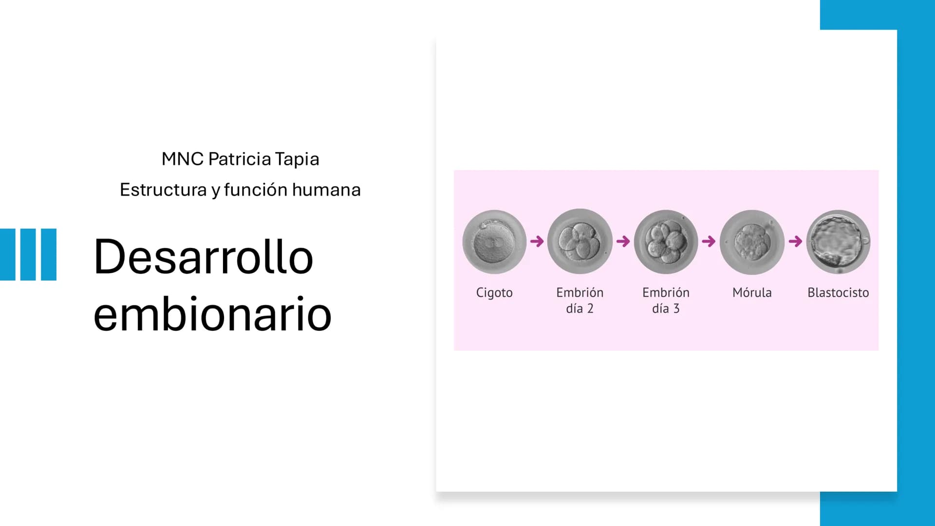 MNC Patricia Tapia
Estructura y función humana
☐ Desarrollo
embionario
Cigoto
Embrión
día 2
Embrión
día 3
Mórula
Blastocisto
←
←
←
← # Emb