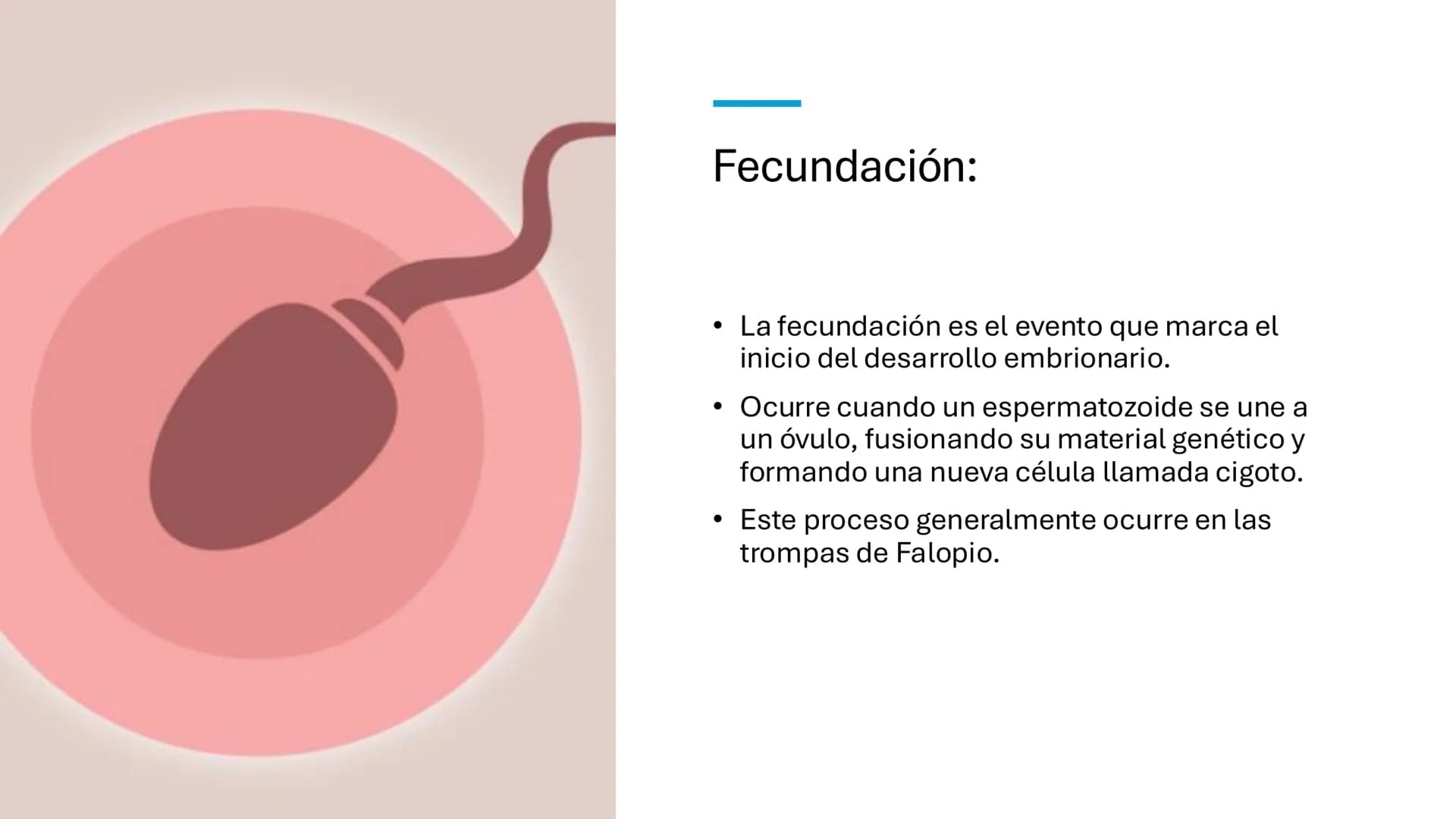 MNC Patricia Tapia
Estructura y función humana
☐ Desarrollo
embionario
Cigoto
Embrión
día 2
Embrión
día 3
Mórula
Blastocisto
←
←
←
← # Emb