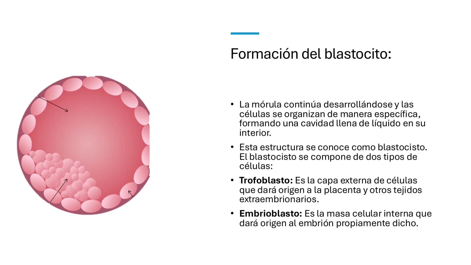 MNC Patricia Tapia
Estructura y función humana
☐ Desarrollo
embionario
Cigoto
Embrión
día 2
Embrión
día 3
Mórula
Blastocisto
←
←
←
← # Emb