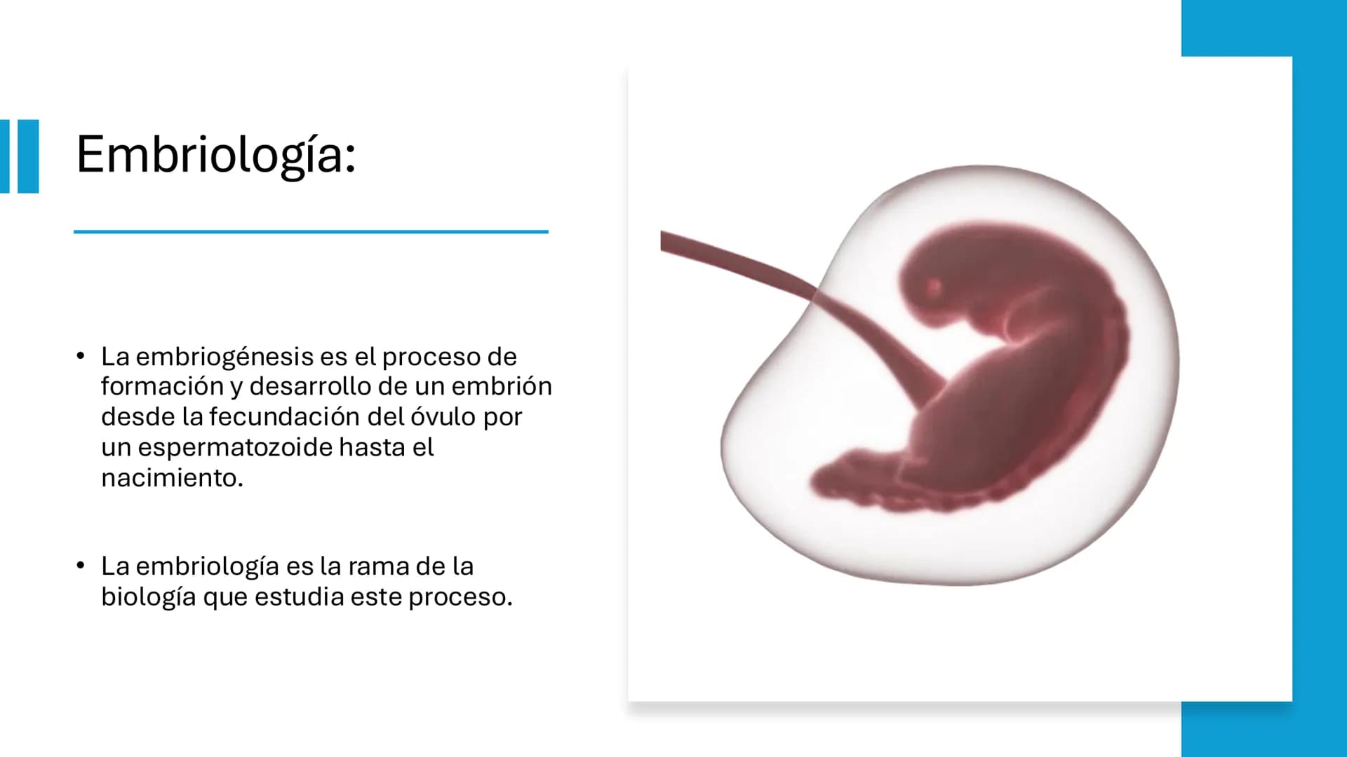 MNC Patricia Tapia
Estructura y función humana
☐ Desarrollo
embionario
Cigoto
Embrión
día 2
Embrión
día 3
Mórula
Blastocisto
←
←
←
← # Emb