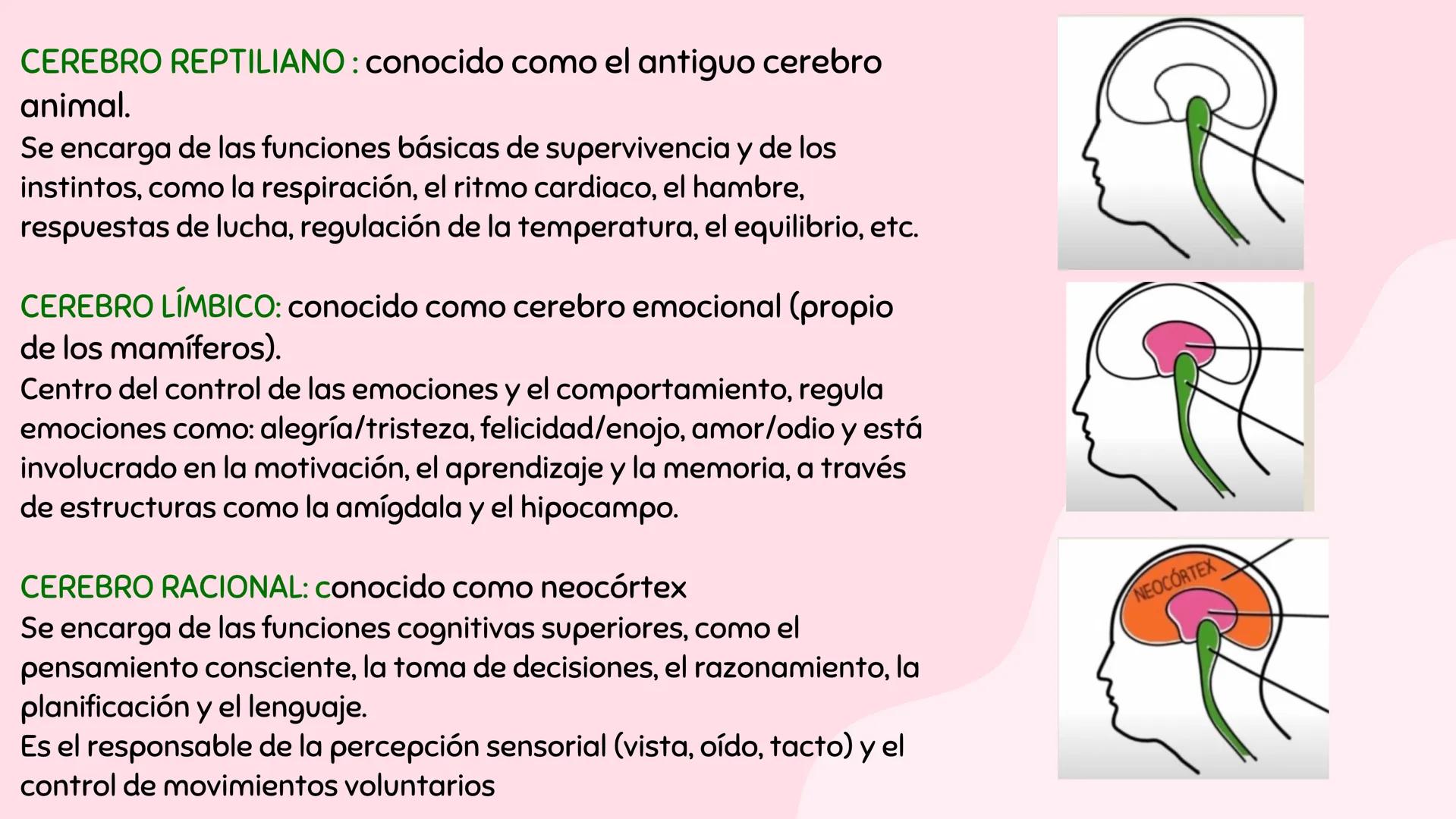 # Introducción a antecedentes
# NEUROCIENCIA
COGNITIVA # Antecedentes
Case
Case 7 is by far the longest, taking up over two whole columns