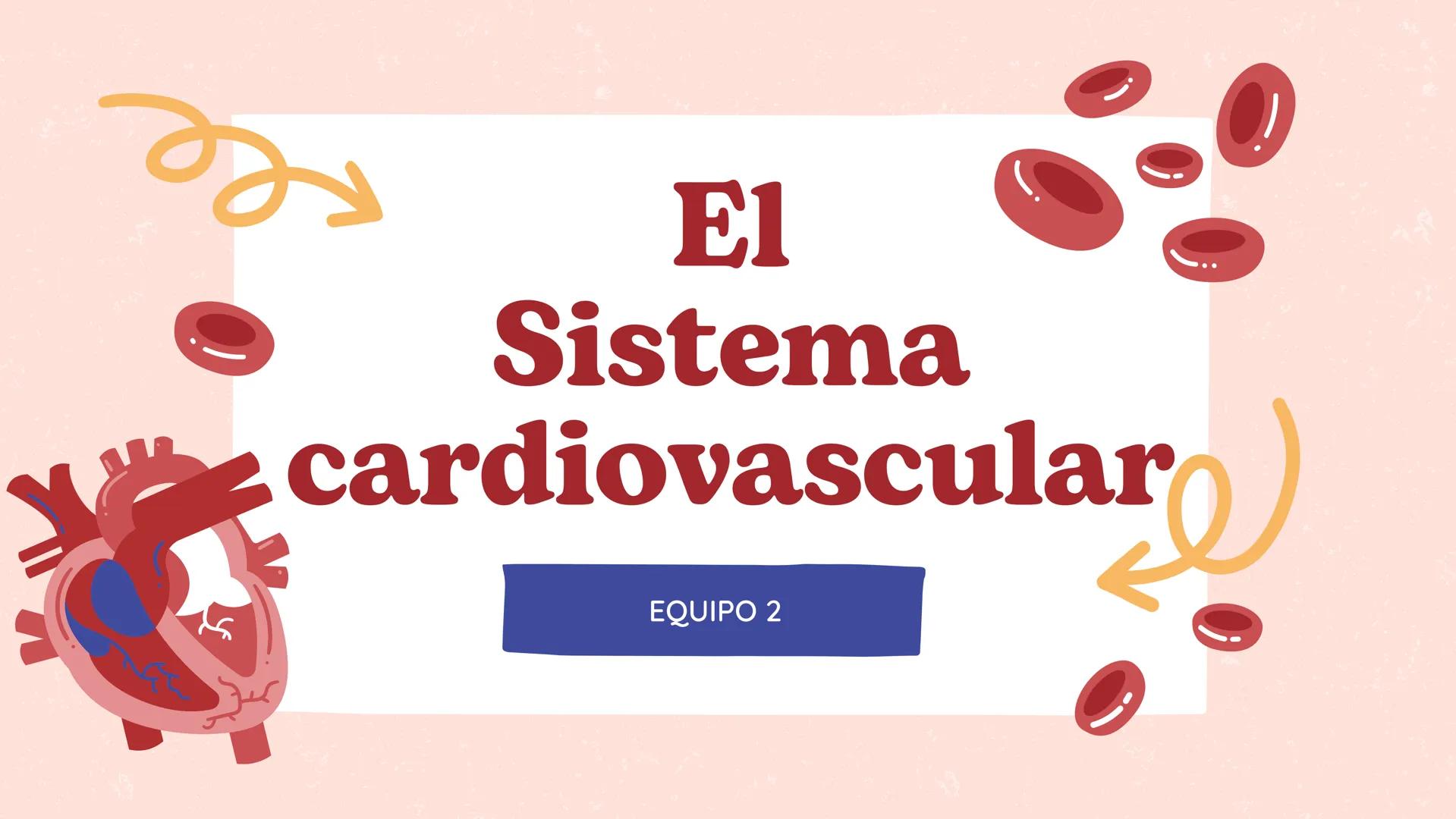 # El
# Sistema
# cardiovascular
## EQUIPO 2 # INDICE
1. Explicacion y funcionamiento
2. Anatomía del sistema
3. Vasos sanguíneos
4 Circu