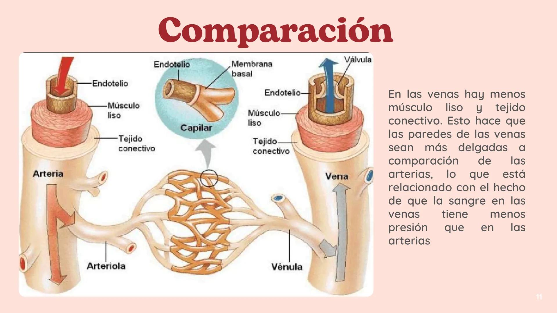 # El
# Sistema
# cardiovascular
## EQUIPO 2 # INDICE
1. Explicacion y funcionamiento
2. Anatomía del sistema
3. Vasos sanguíneos
4 Circu