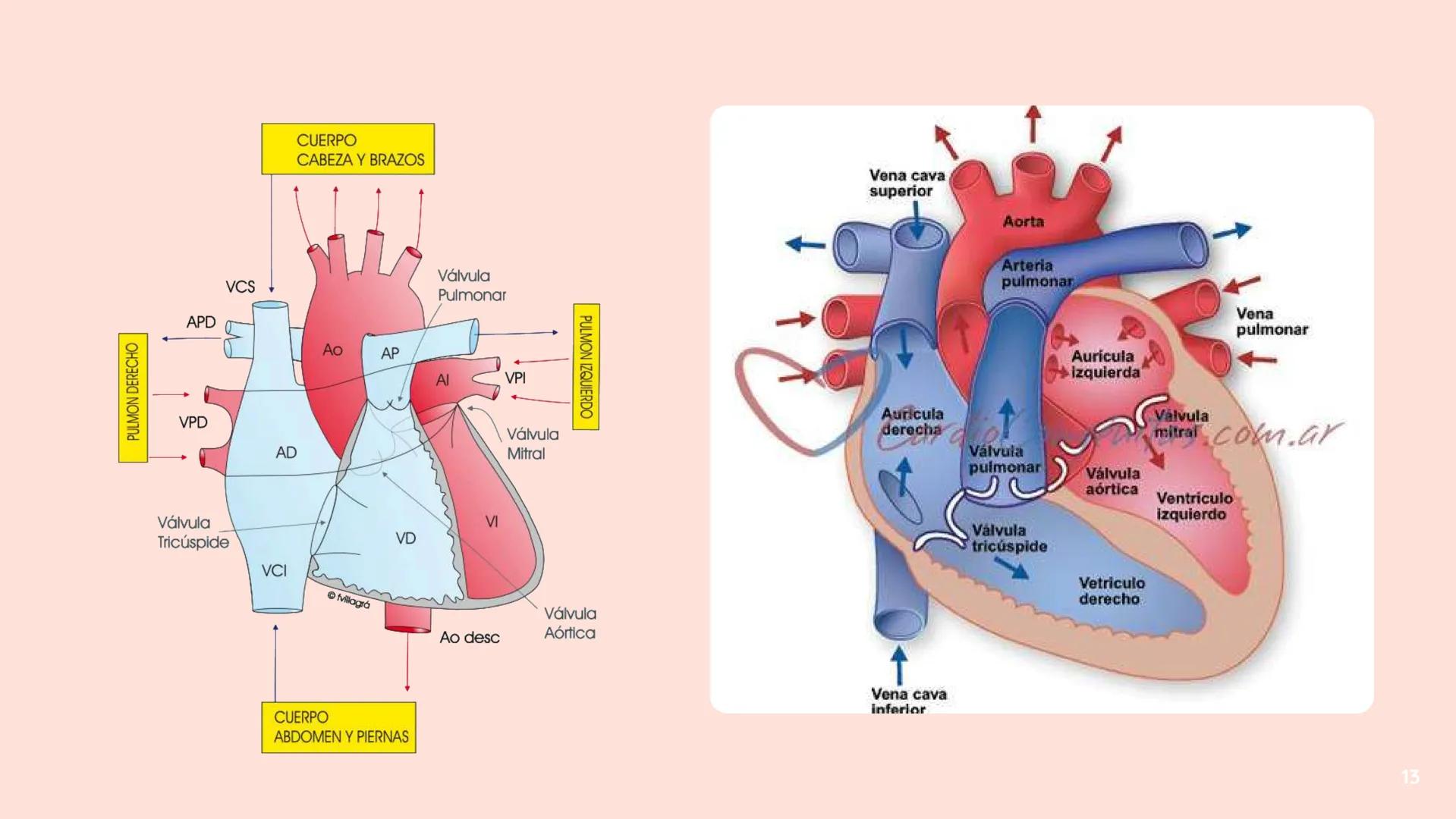 # El
# Sistema
# cardiovascular
## EQUIPO 2 # INDICE
1. Explicacion y funcionamiento
2. Anatomía del sistema
3. Vasos sanguíneos
4 Circu
