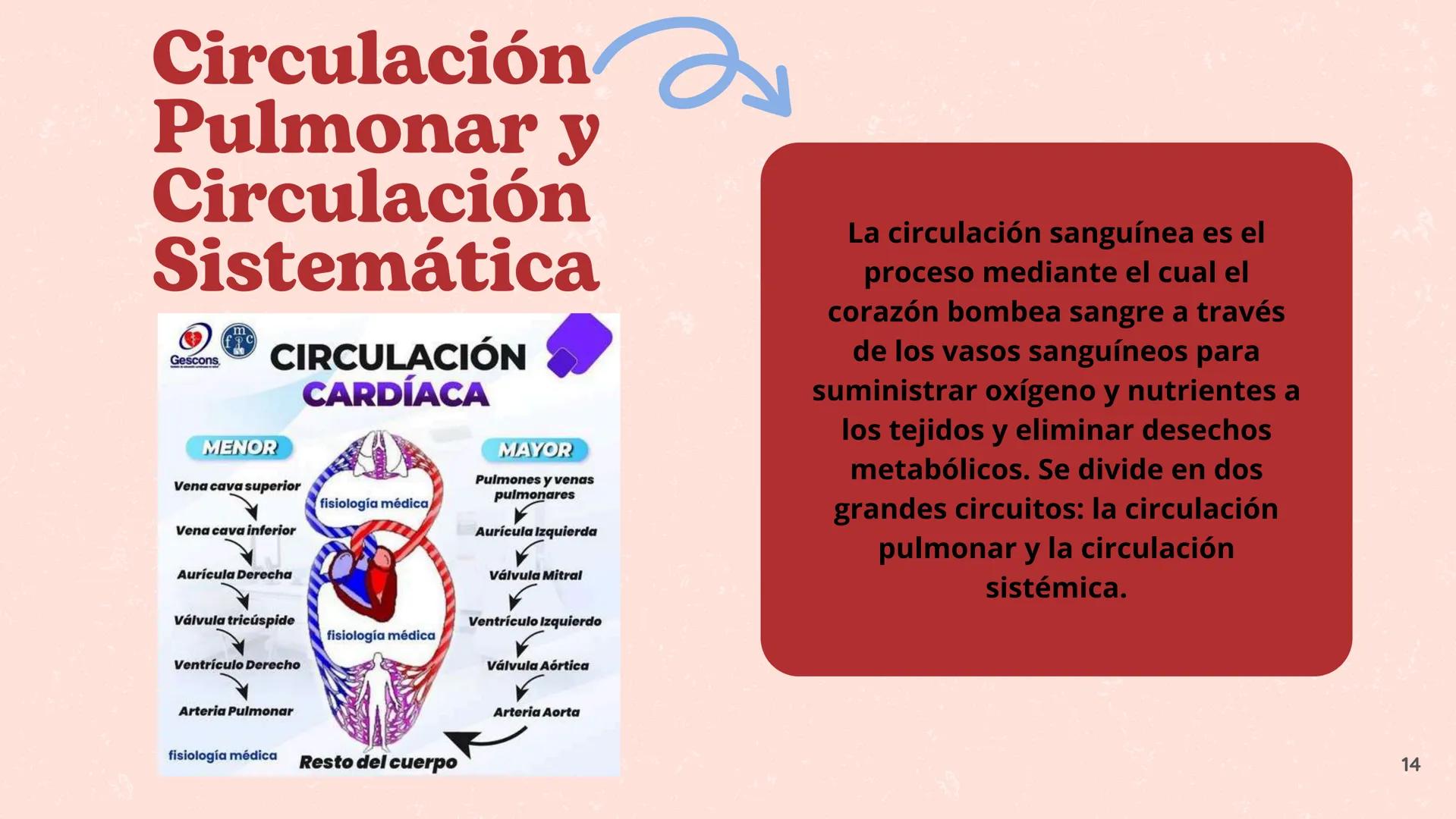 # El
# Sistema
# cardiovascular
## EQUIPO 2 # INDICE
1. Explicacion y funcionamiento
2. Anatomía del sistema
3. Vasos sanguíneos
4 Circu