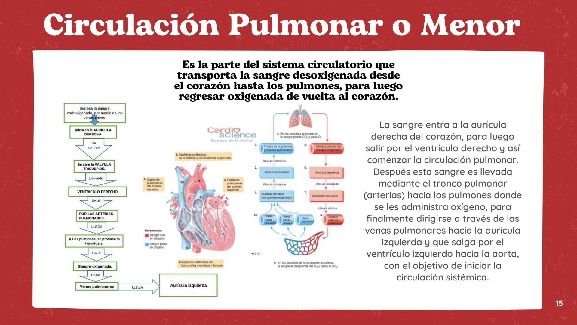 # El
# Sistema
# cardiovascular
## EQUIPO 2 # INDICE
1. Explicacion y funcionamiento
2. Anatomía del sistema
3. Vasos sanguíneos
4 Circu