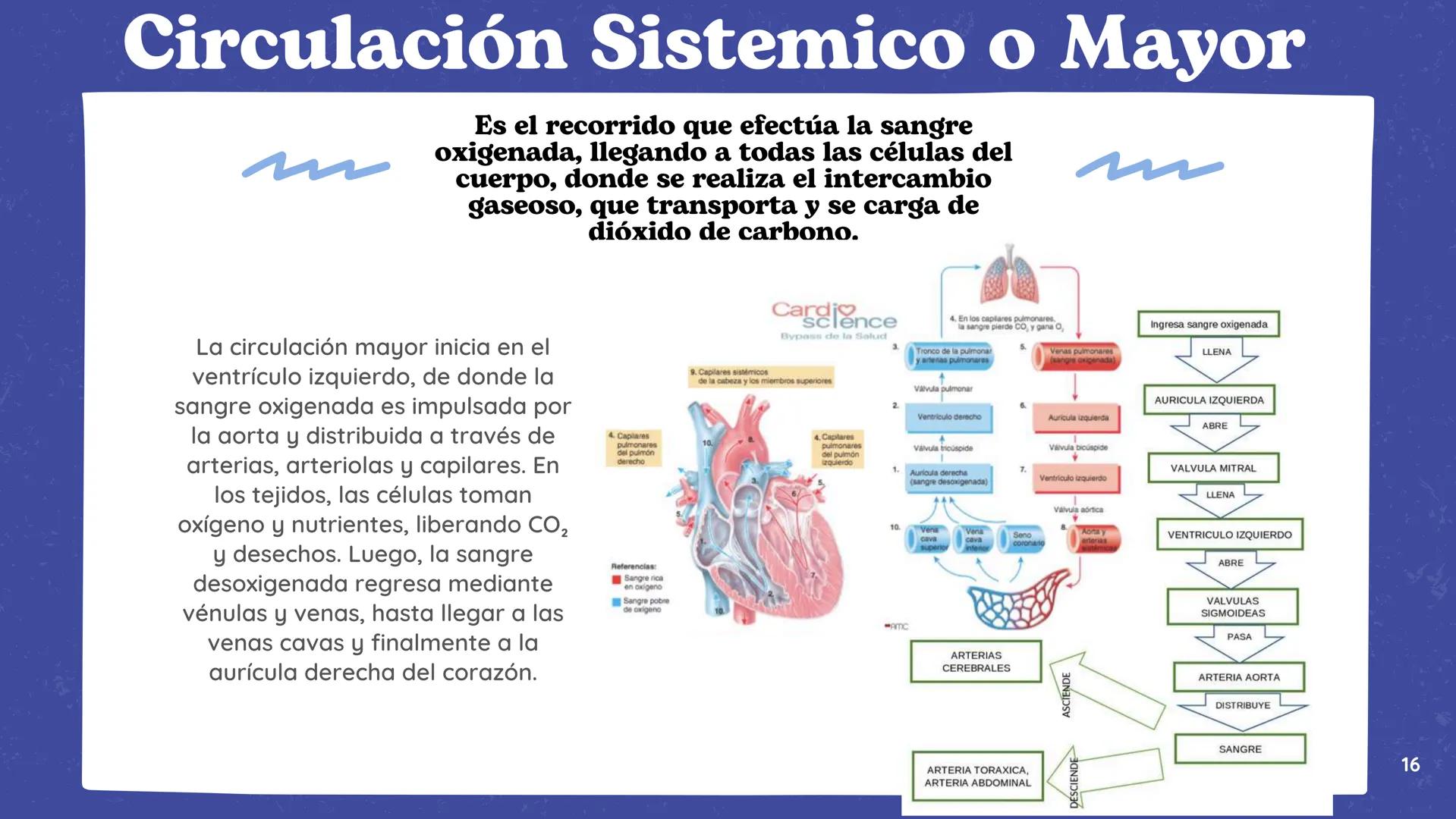 # El
# Sistema
# cardiovascular
## EQUIPO 2 # INDICE
1. Explicacion y funcionamiento
2. Anatomía del sistema
3. Vasos sanguíneos
4 Circu