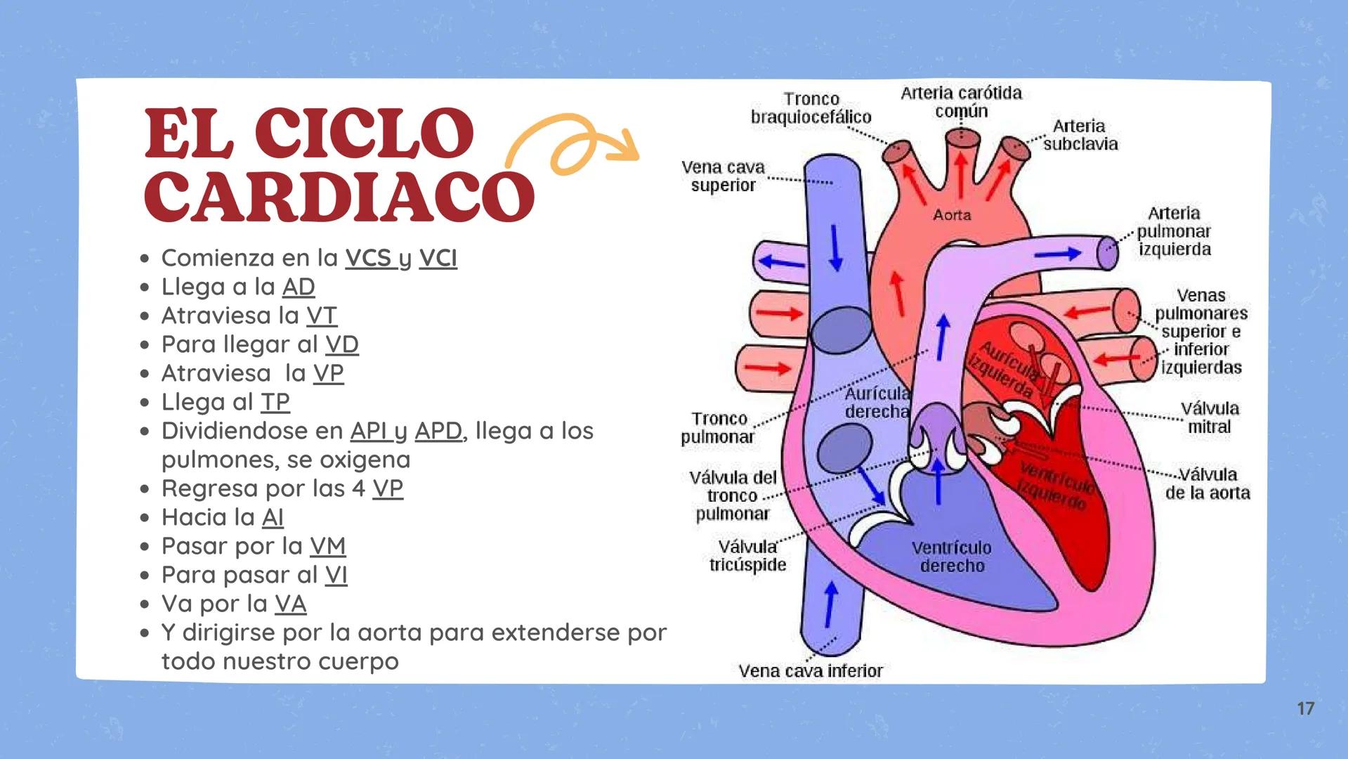 # El
# Sistema
# cardiovascular
## EQUIPO 2 # INDICE
1. Explicacion y funcionamiento
2. Anatomía del sistema
3. Vasos sanguíneos
4 Circu