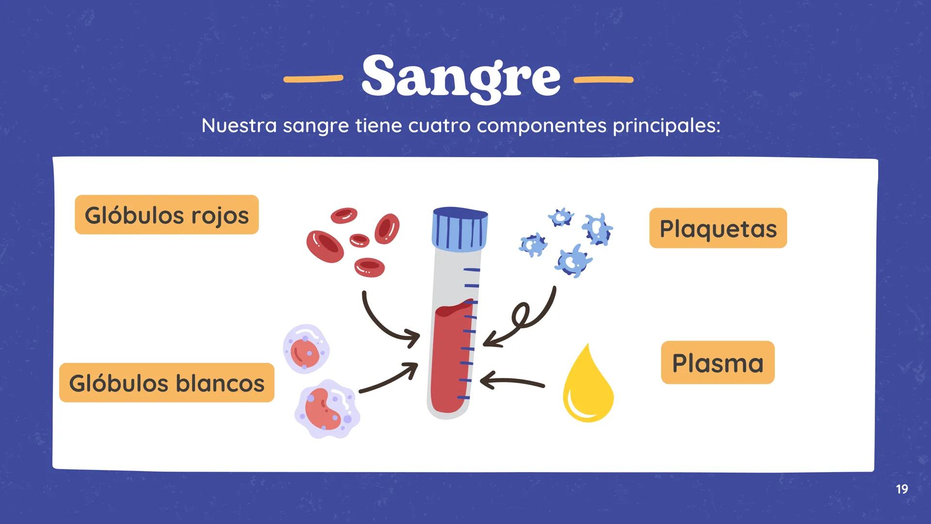 # El
# Sistema
# cardiovascular
## EQUIPO 2 # INDICE
1. Explicacion y funcionamiento
2. Anatomía del sistema
3. Vasos sanguíneos
4 Circu
