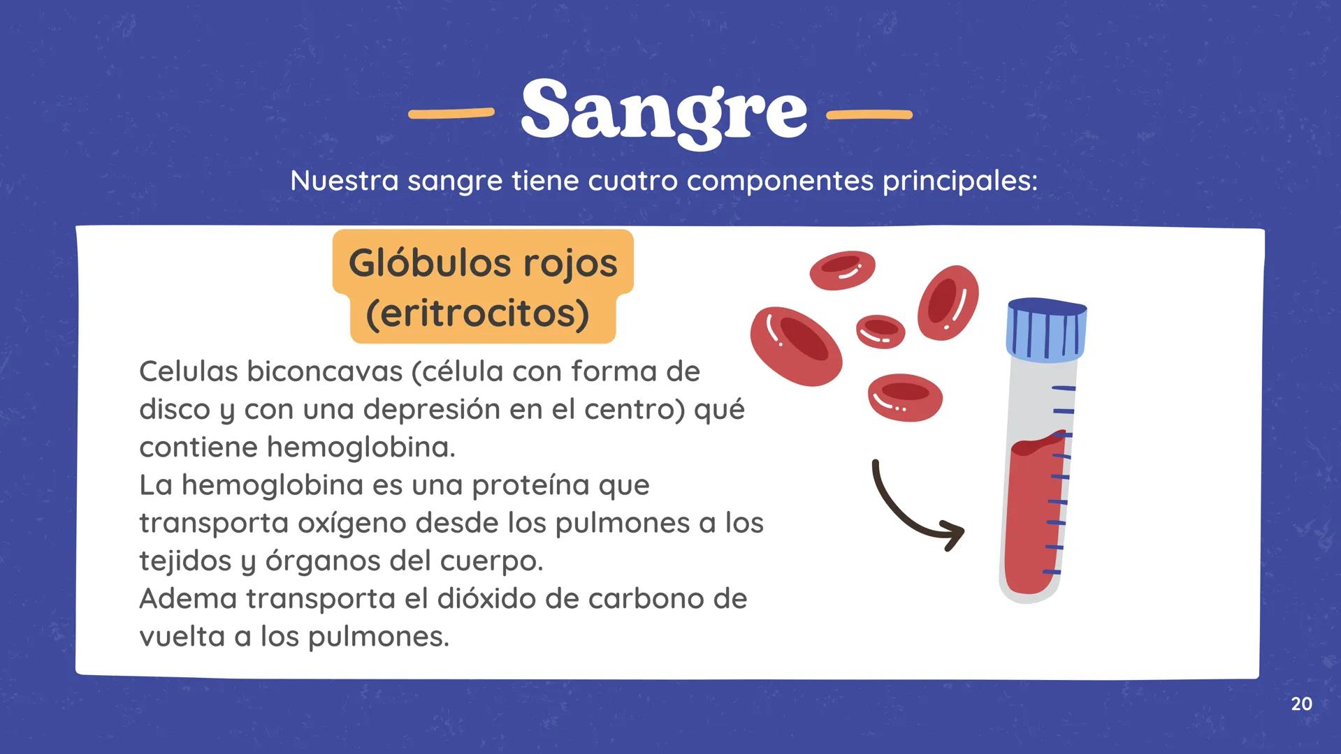 # El
# Sistema
# cardiovascular
## EQUIPO 2 # INDICE
1. Explicacion y funcionamiento
2. Anatomía del sistema
3. Vasos sanguíneos
4 Circu