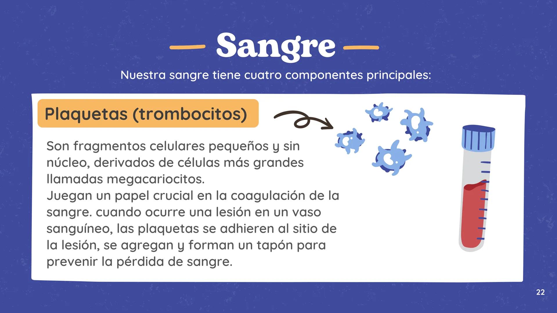 # El
# Sistema
# cardiovascular
## EQUIPO 2 # INDICE
1. Explicacion y funcionamiento
2. Anatomía del sistema
3. Vasos sanguíneos
4 Circu