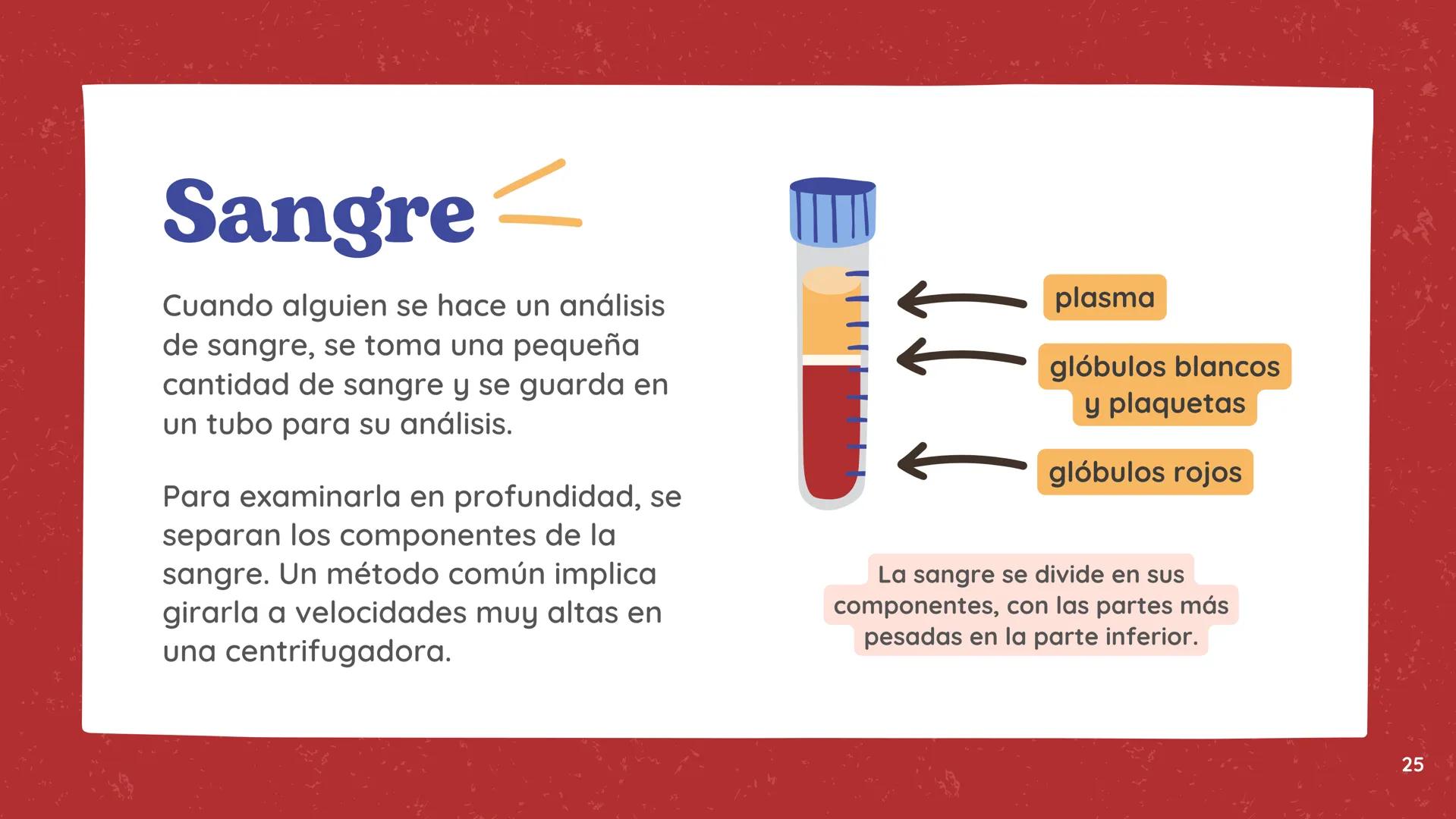 # El
# Sistema
# cardiovascular
## EQUIPO 2 # INDICE
1. Explicacion y funcionamiento
2. Anatomía del sistema
3. Vasos sanguíneos
4 Circu