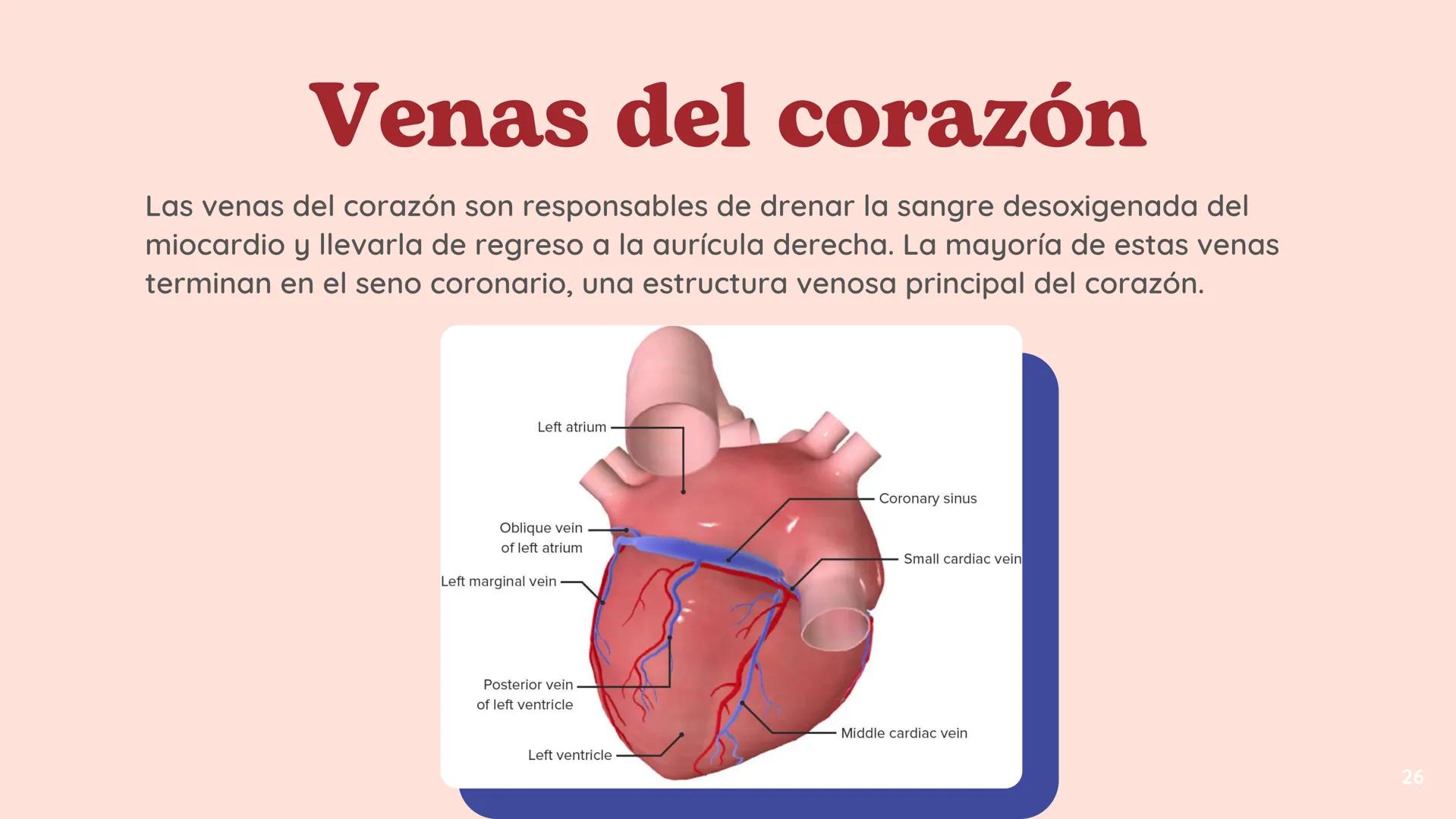 # El
# Sistema
# cardiovascular
## EQUIPO 2 # INDICE
1. Explicacion y funcionamiento
2. Anatomía del sistema
3. Vasos sanguíneos
4 Circu