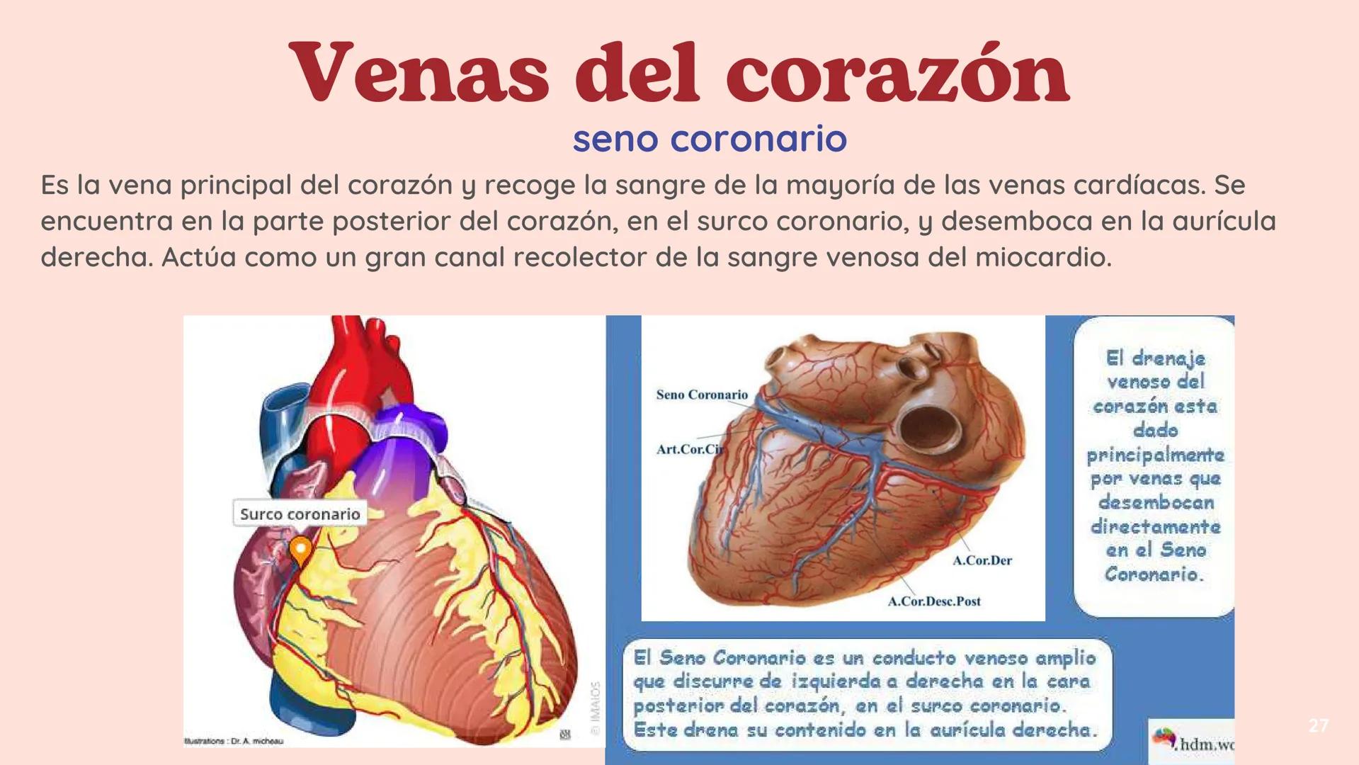 # El
# Sistema
# cardiovascular
## EQUIPO 2 # INDICE
1. Explicacion y funcionamiento
2. Anatomía del sistema
3. Vasos sanguíneos
4 Circu