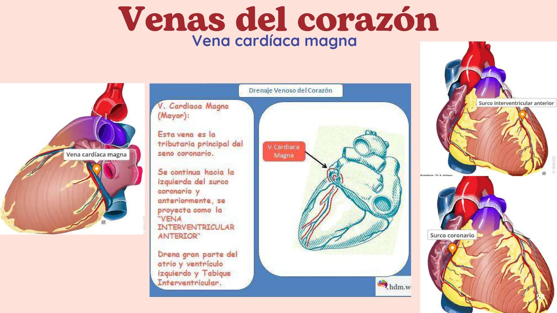 # El
# Sistema
# cardiovascular
## EQUIPO 2 # INDICE
1. Explicacion y funcionamiento
2. Anatomía del sistema
3. Vasos sanguíneos
4 Circu