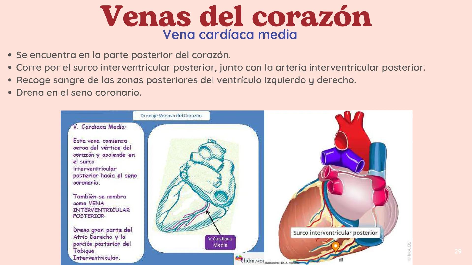 # El
# Sistema
# cardiovascular
## EQUIPO 2 # INDICE
1. Explicacion y funcionamiento
2. Anatomía del sistema
3. Vasos sanguíneos
4 Circu
