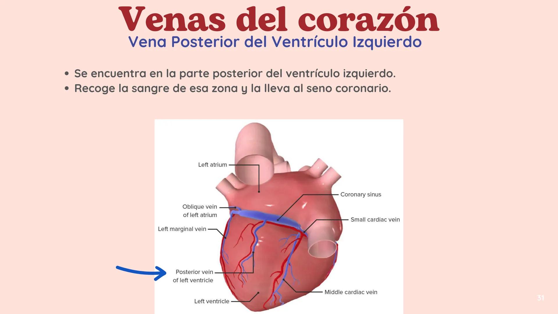 # El
# Sistema
# cardiovascular
## EQUIPO 2 # INDICE
1. Explicacion y funcionamiento
2. Anatomía del sistema
3. Vasos sanguíneos
4 Circu