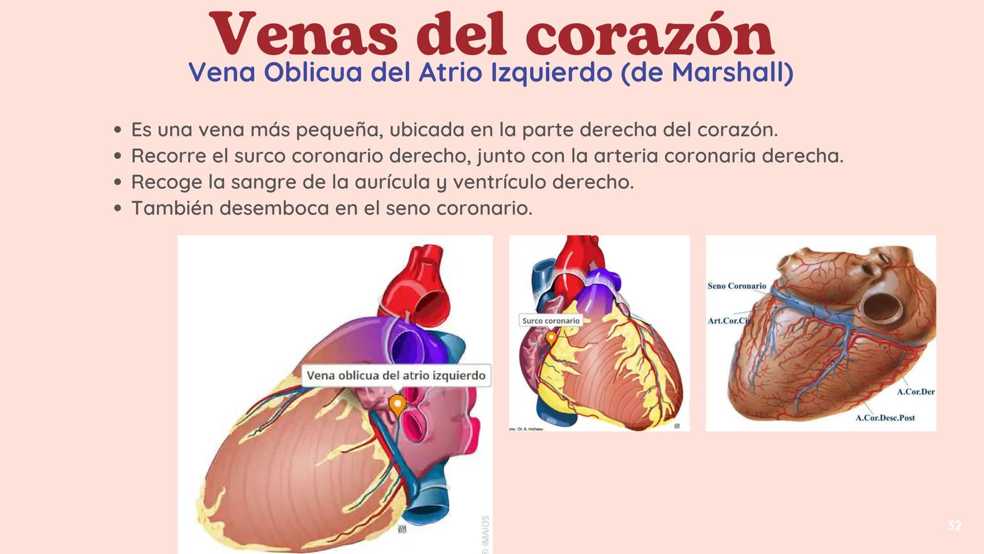 # El
# Sistema
# cardiovascular
## EQUIPO 2 # INDICE
1. Explicacion y funcionamiento
2. Anatomía del sistema
3. Vasos sanguíneos
4 Circu