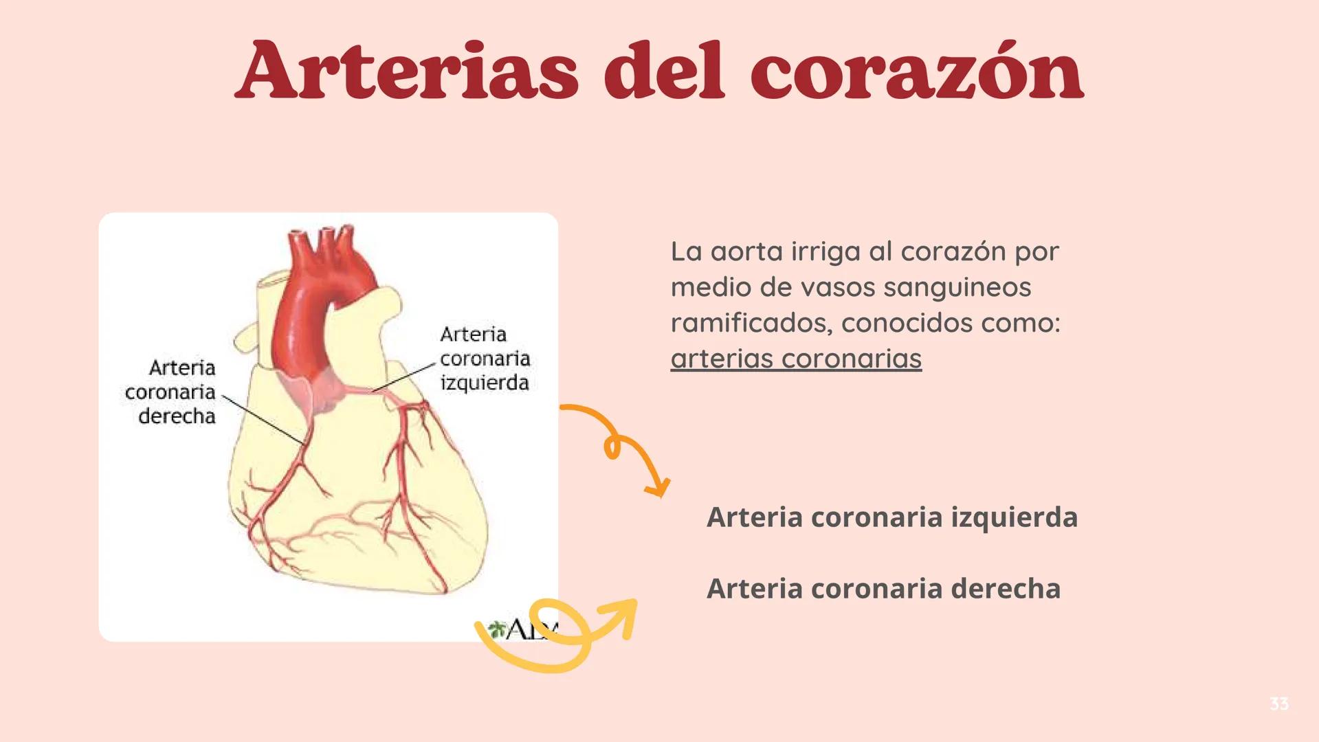 # El
# Sistema
# cardiovascular
## EQUIPO 2 # INDICE
1. Explicacion y funcionamiento
2. Anatomía del sistema
3. Vasos sanguíneos
4 Circu