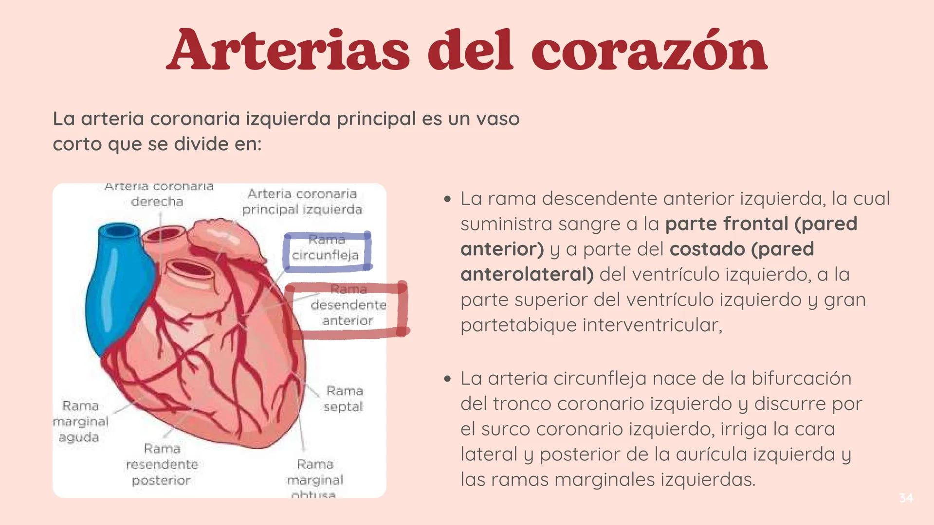 # El
# Sistema
# cardiovascular
## EQUIPO 2 # INDICE
1. Explicacion y funcionamiento
2. Anatomía del sistema
3. Vasos sanguíneos
4 Circu