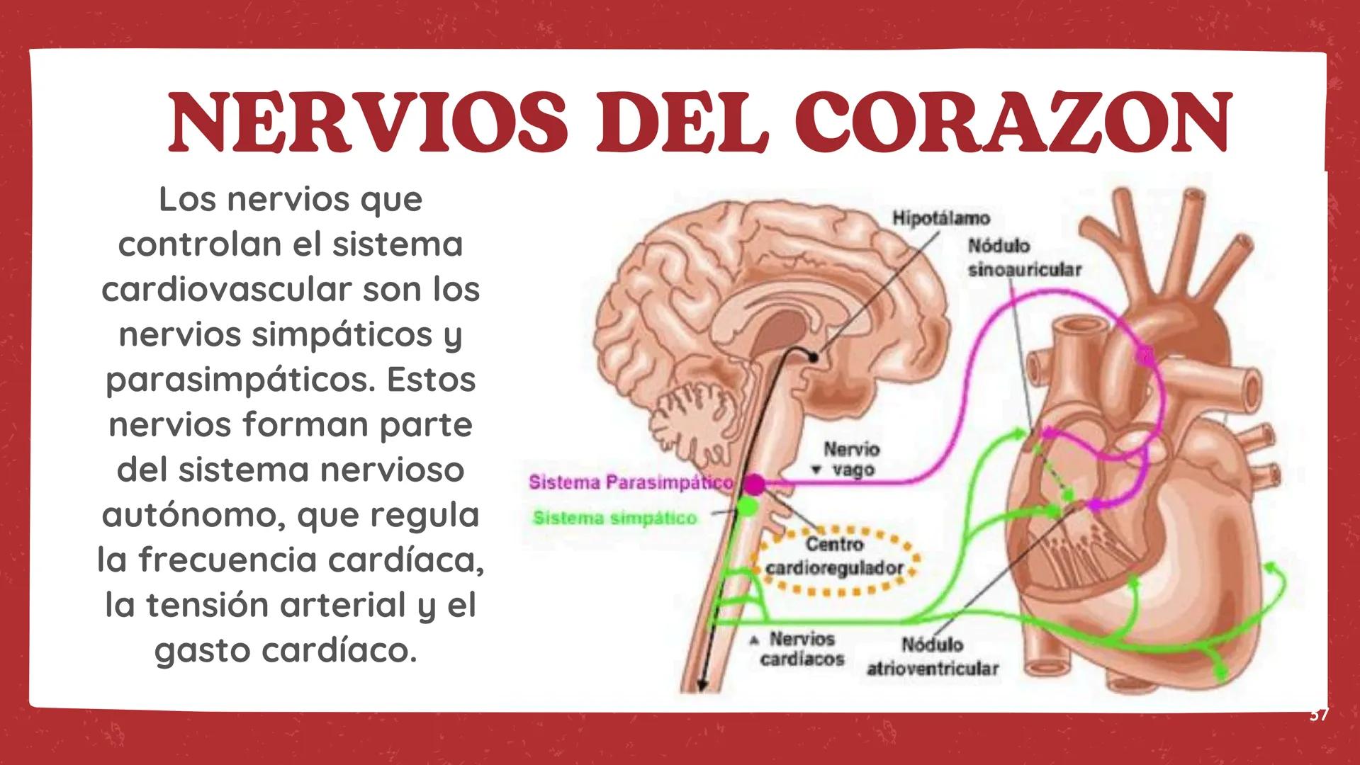 # El
# Sistema
# cardiovascular
## EQUIPO 2 # INDICE
1. Explicacion y funcionamiento
2. Anatomía del sistema
3. Vasos sanguíneos
4 Circu