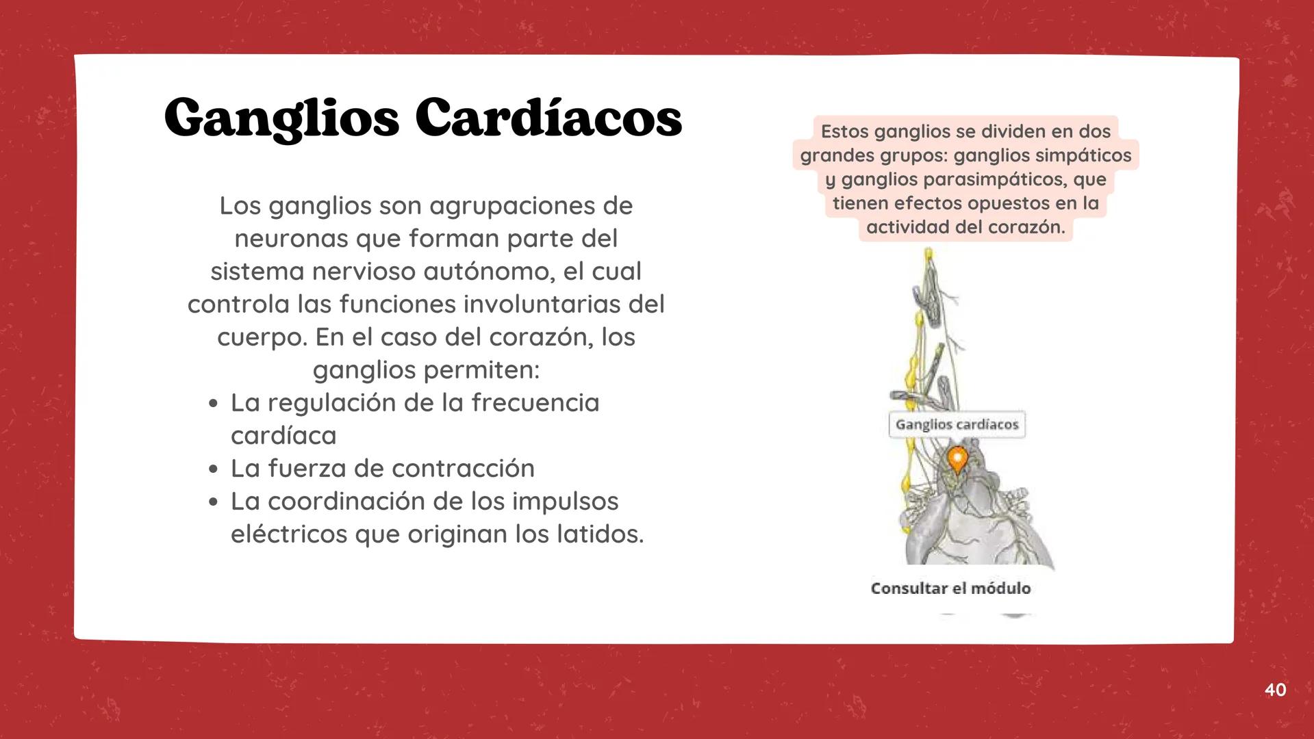 # El
# Sistema
# cardiovascular
## EQUIPO 2 # INDICE
1. Explicacion y funcionamiento
2. Anatomía del sistema
3. Vasos sanguíneos
4 Circu