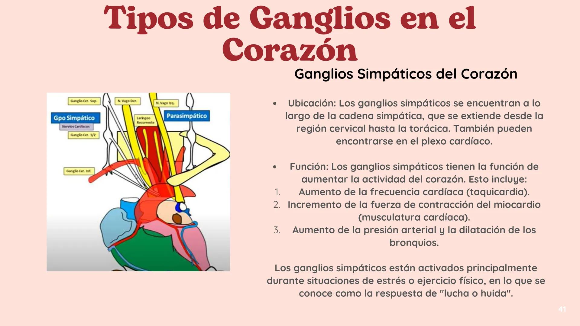 # El
# Sistema
# cardiovascular
## EQUIPO 2 # INDICE
1. Explicacion y funcionamiento
2. Anatomía del sistema
3. Vasos sanguíneos
4 Circu