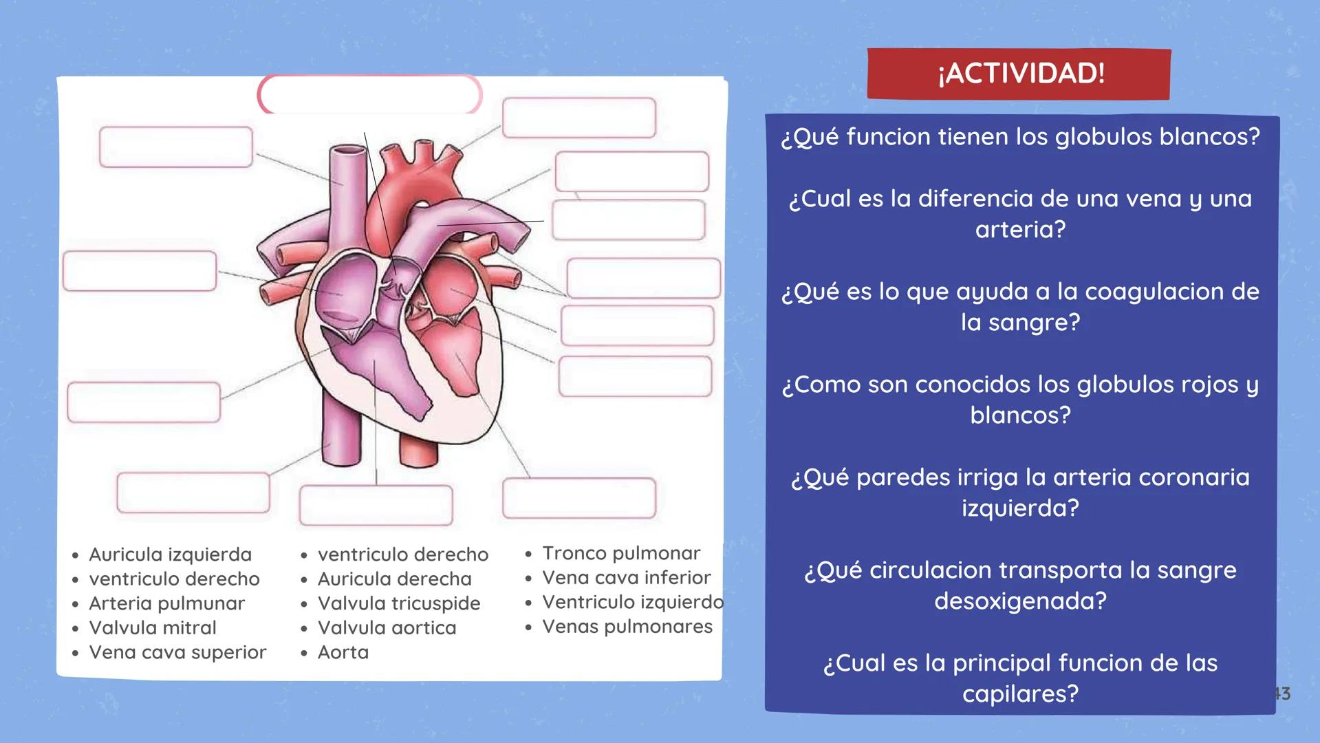 # El
# Sistema
# cardiovascular
## EQUIPO 2 # INDICE
1. Explicacion y funcionamiento
2. Anatomía del sistema
3. Vasos sanguíneos
4 Circu