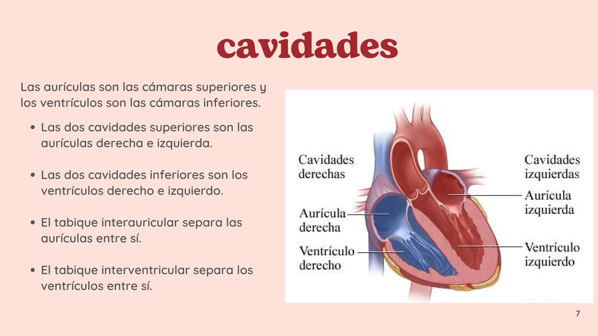 # El
# Sistema
# cardiovascular
## EQUIPO 2 # INDICE
1. Explicacion y funcionamiento
2. Anatomía del sistema
3. Vasos sanguíneos
4 Circu