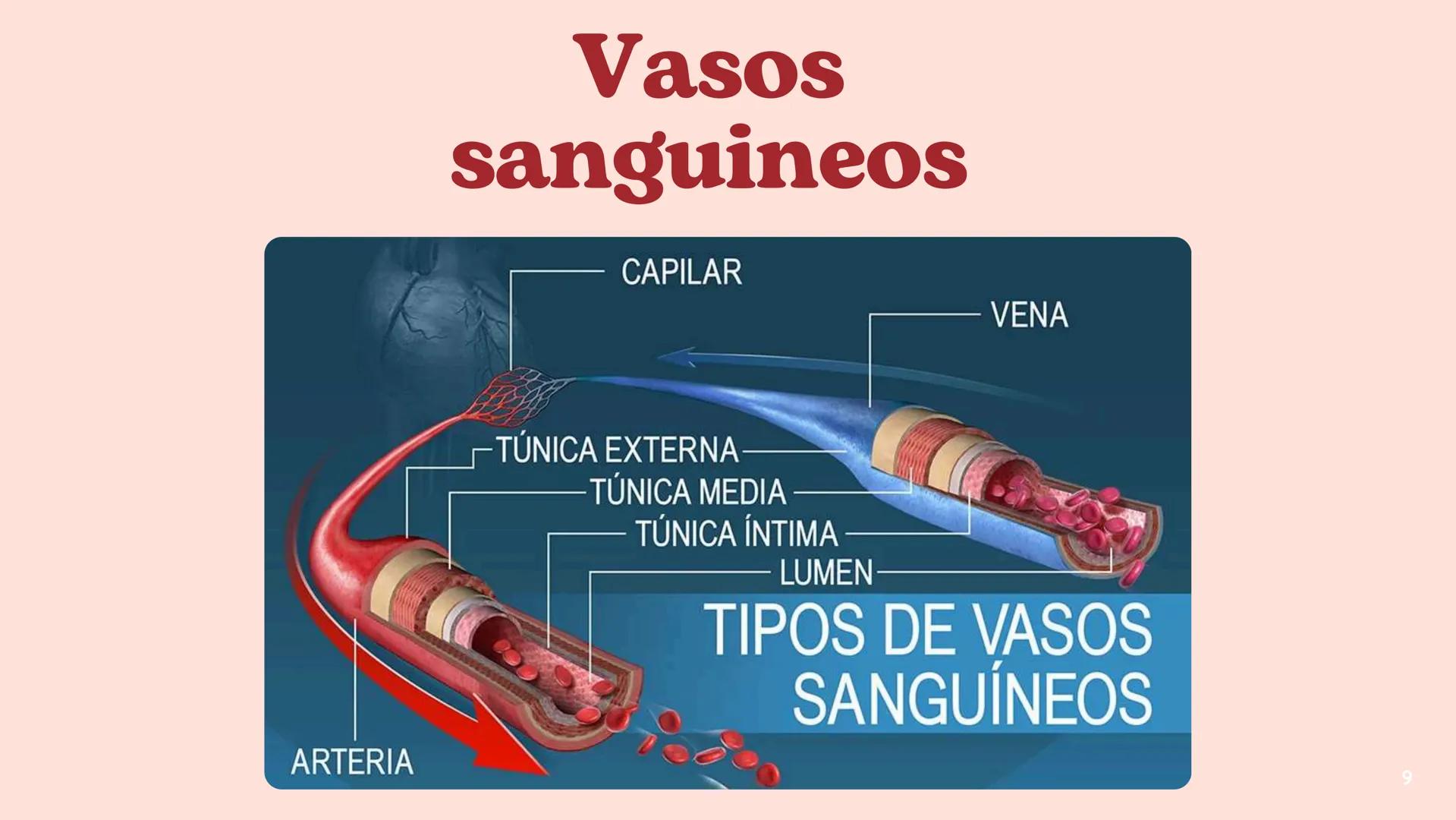 # El
# Sistema
# cardiovascular
## EQUIPO 2 # INDICE
1. Explicacion y funcionamiento
2. Anatomía del sistema
3. Vasos sanguíneos
4 Circu