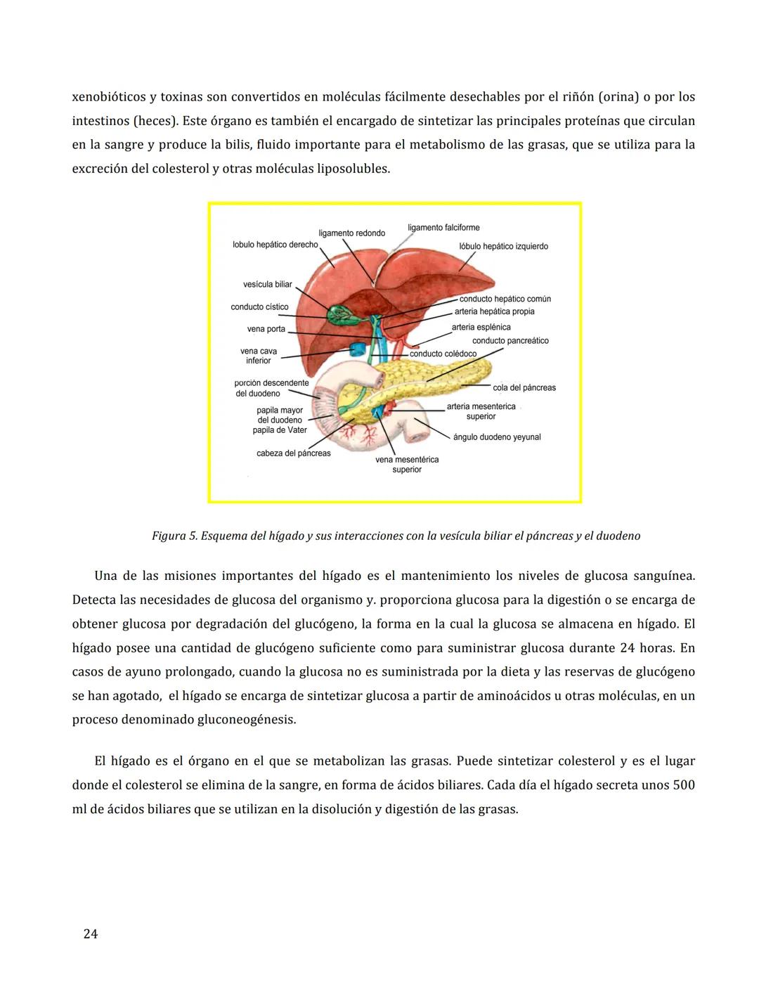 # FISIOLOGÍA DEL APARATO
DIGESTIVO
María Cascales Angosto y Antonio L. Doadrio Villarejo
Introducción
El aparato digestivo es un verdader