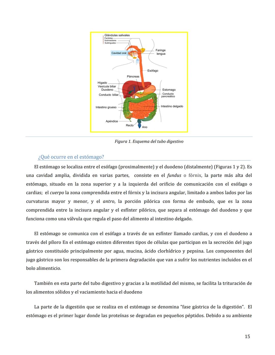 # FISIOLOGÍA DEL APARATO
DIGESTIVO
María Cascales Angosto y Antonio L. Doadrio Villarejo
Introducción
El aparato digestivo es un verdader