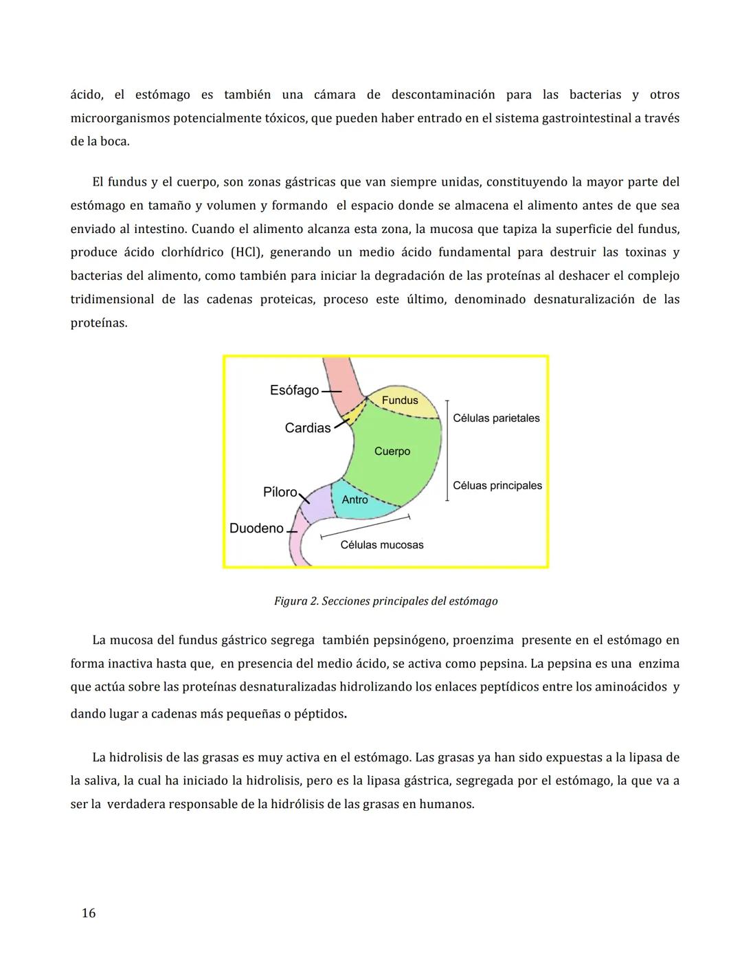 # FISIOLOGÍA DEL APARATO
DIGESTIVO
María Cascales Angosto y Antonio L. Doadrio Villarejo
Introducción
El aparato digestivo es un verdader