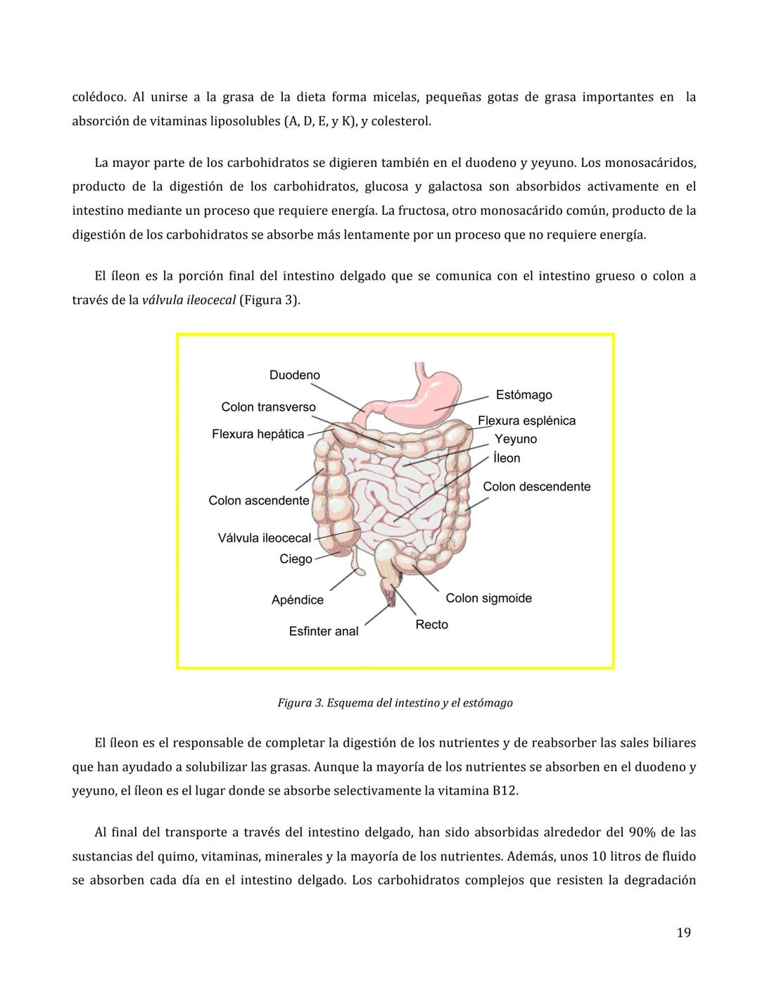 # FISIOLOGÍA DEL APARATO
DIGESTIVO
María Cascales Angosto y Antonio L. Doadrio Villarejo
Introducción
El aparato digestivo es un verdader