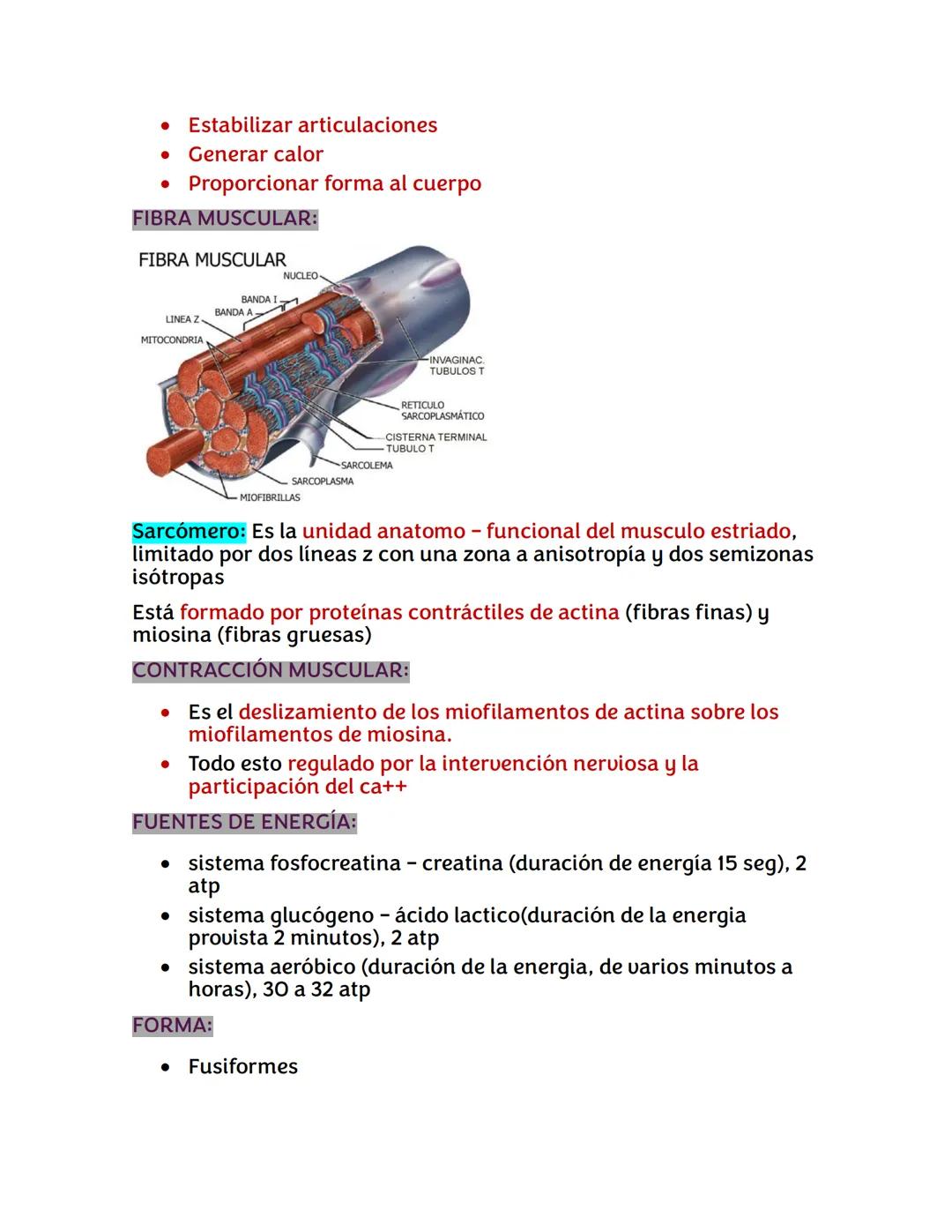 --- OCR Start ---
TEJIDO MUSCULAR
Es un tejido que está formado por fibras musculares (miocitos)
El Músculo Esquelético Representa Entre 40