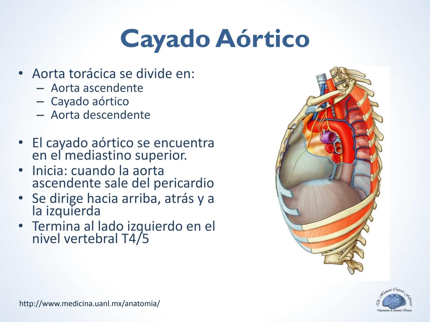 De Humani Corporis Fabri
Departamento de Anatomía Humana
TÓRAX
Mediastino Superior, Posterior y
http://www.medicina.uanl.mx/anatomia/
A