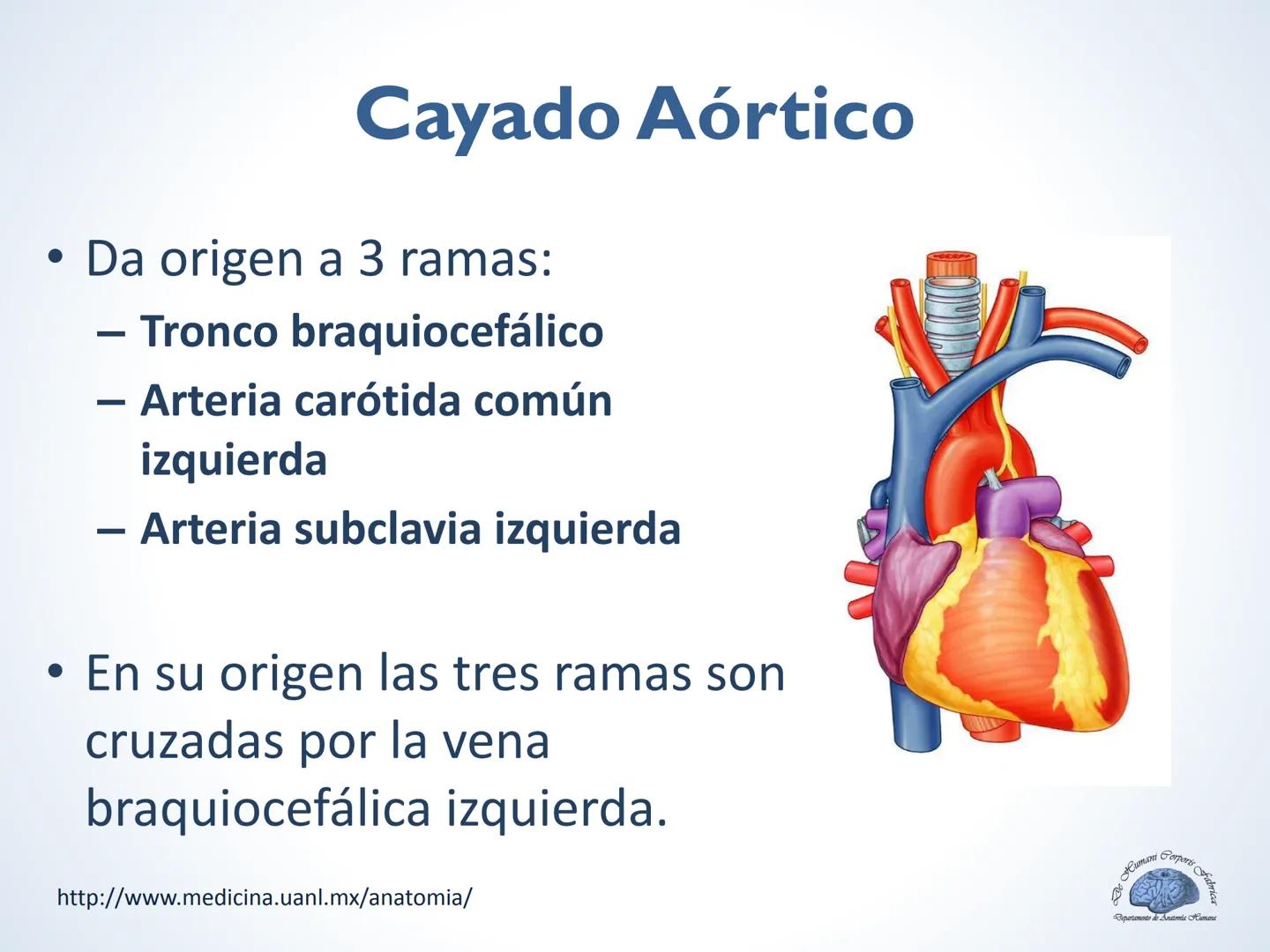 De Humani Corporis Fabri
Departamento de Anatomía Humana
TÓRAX
Mediastino Superior, Posterior y
http://www.medicina.uanl.mx/anatomia/
A