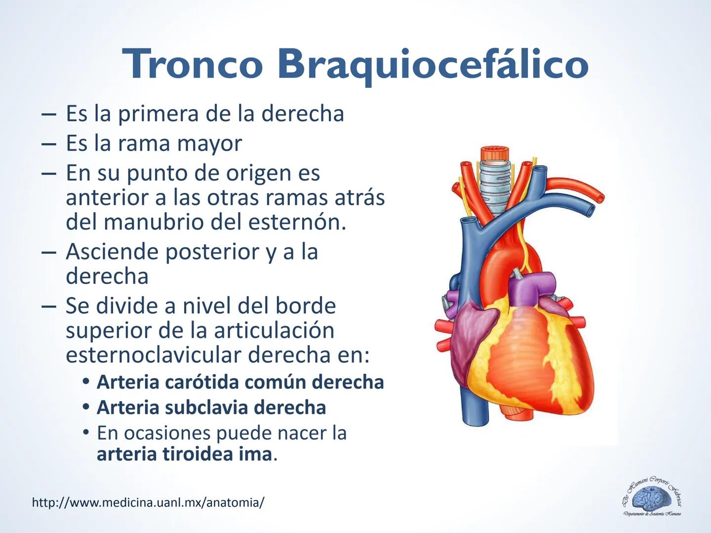 De Humani Corporis Fabri
Departamento de Anatomía Humana
TÓRAX
Mediastino Superior, Posterior y
http://www.medicina.uanl.mx/anatomia/
A