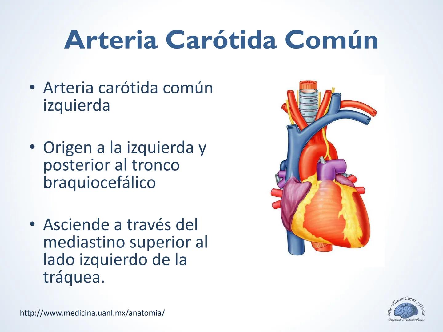 De Humani Corporis Fabri
Departamento de Anatomía Humana
TÓRAX
Mediastino Superior, Posterior y
http://www.medicina.uanl.mx/anatomia/
A