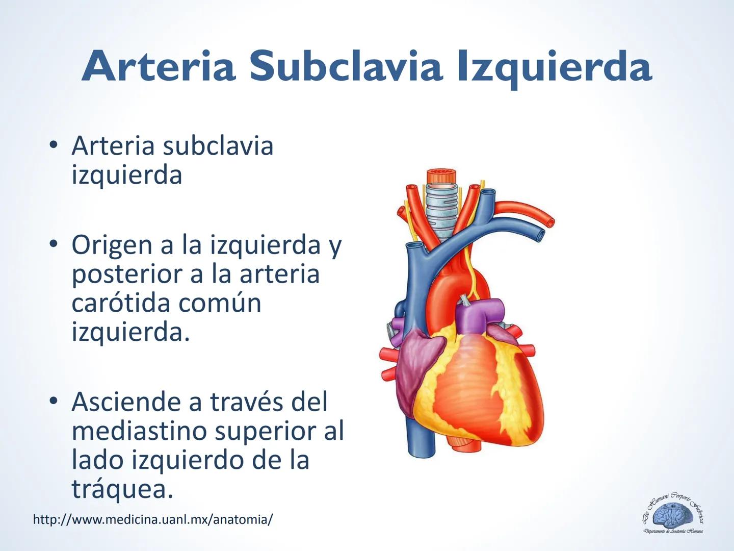 De Humani Corporis Fabri
Departamento de Anatomía Humana
TÓRAX
Mediastino Superior, Posterior y
http://www.medicina.uanl.mx/anatomia/
A