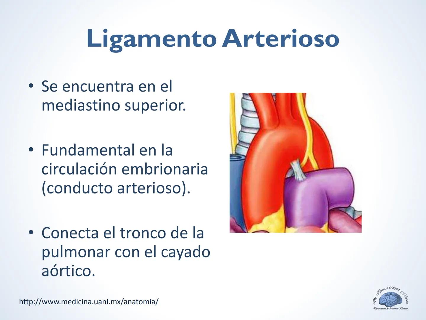De Humani Corporis Fabri
Departamento de Anatomía Humana
TÓRAX
Mediastino Superior, Posterior y
http://www.medicina.uanl.mx/anatomia/
A